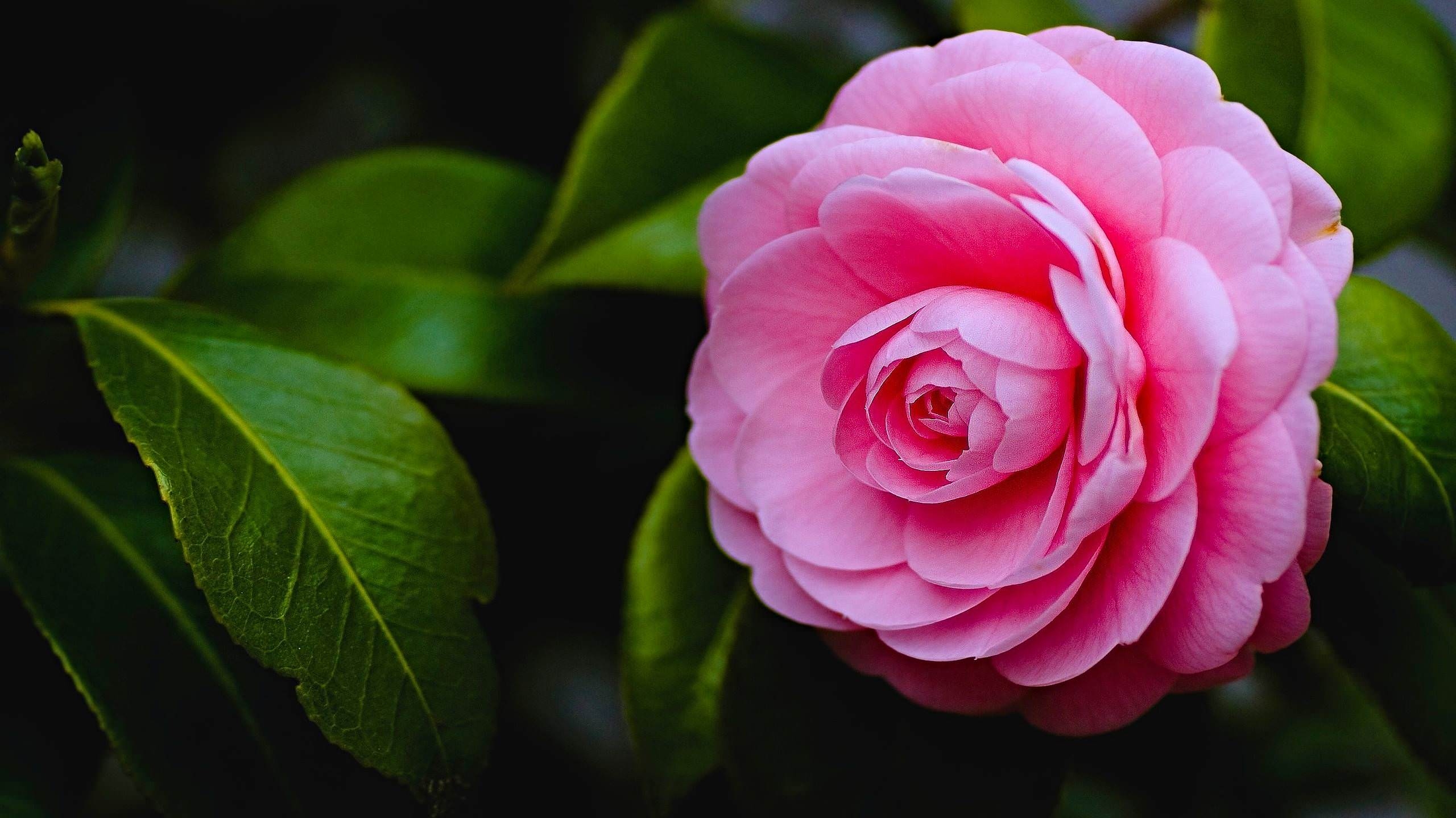 2560x1440 Pink Rose HD, Desktop