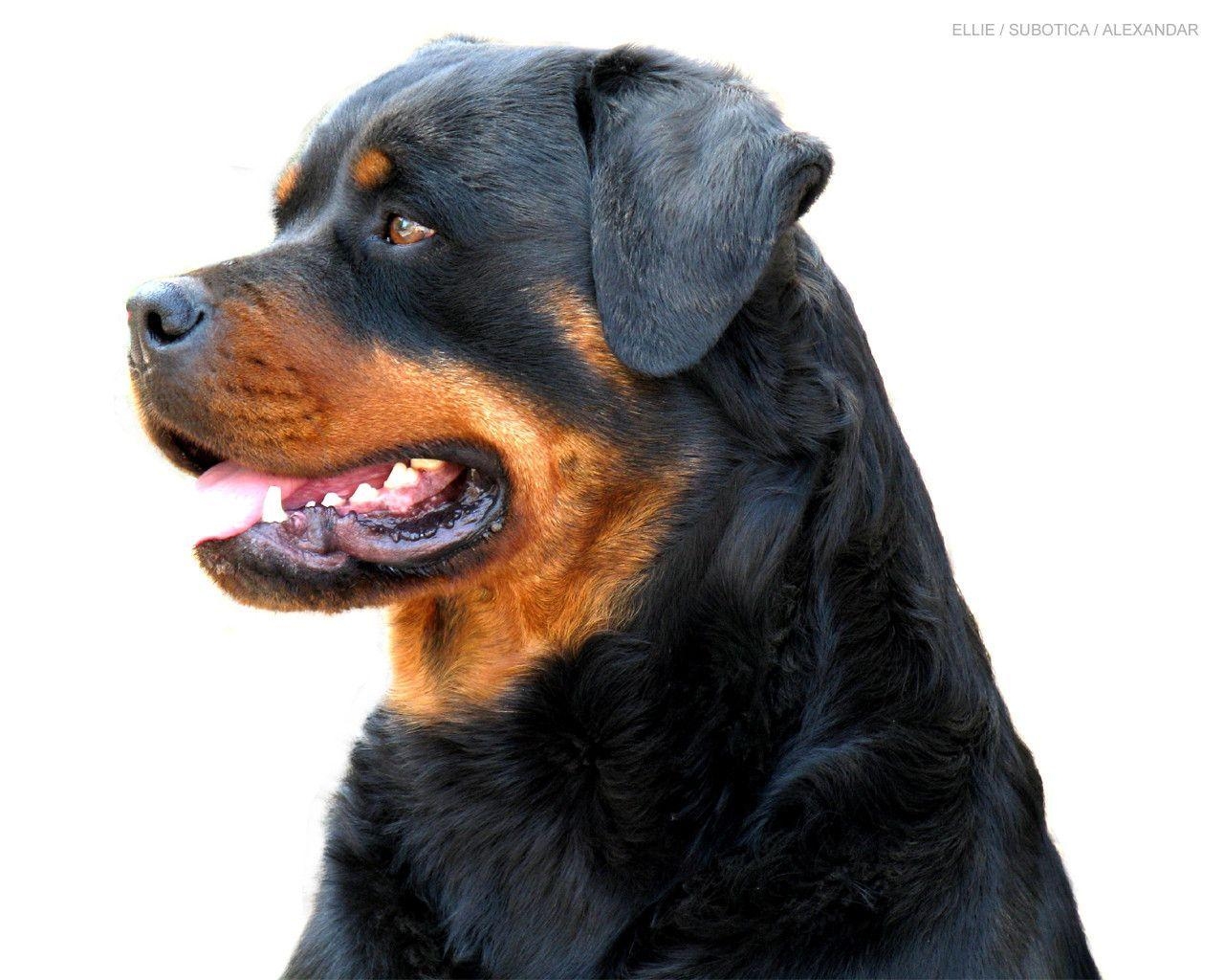 1280x1030 Beautiful Rottweiler, Desktop