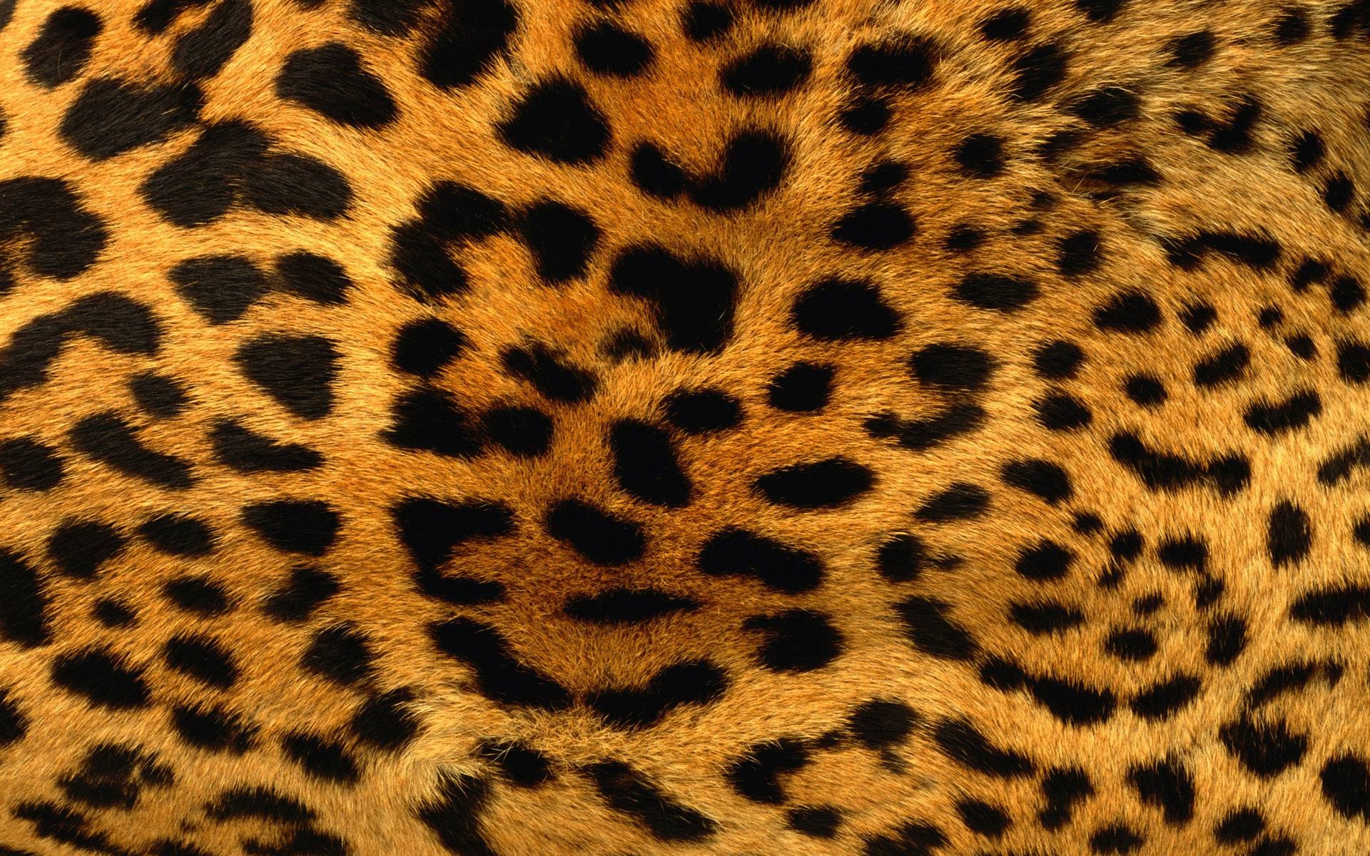 1920x1200 Free Furry Leopard Print Wallpaper, Free Furry Leopard Print HD, Desktop