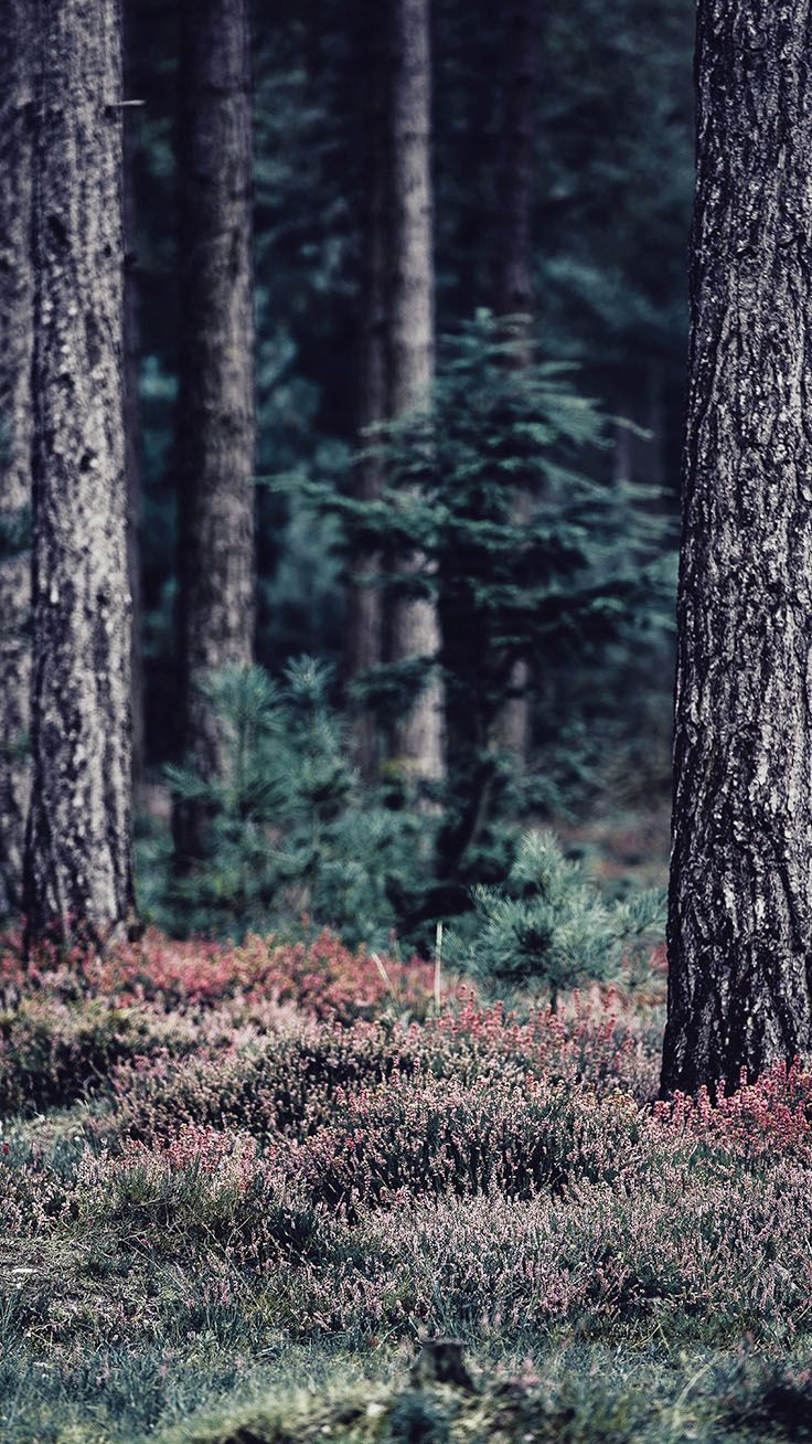 740x1310 Bringing The Forest To You With 9 Free iPhone X Wallpaper, Phone