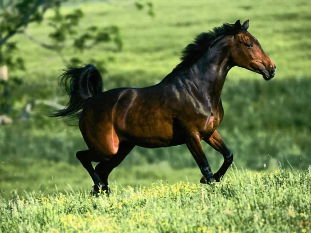 1030x770 Wild Horse Wallpaper 1, Desktop