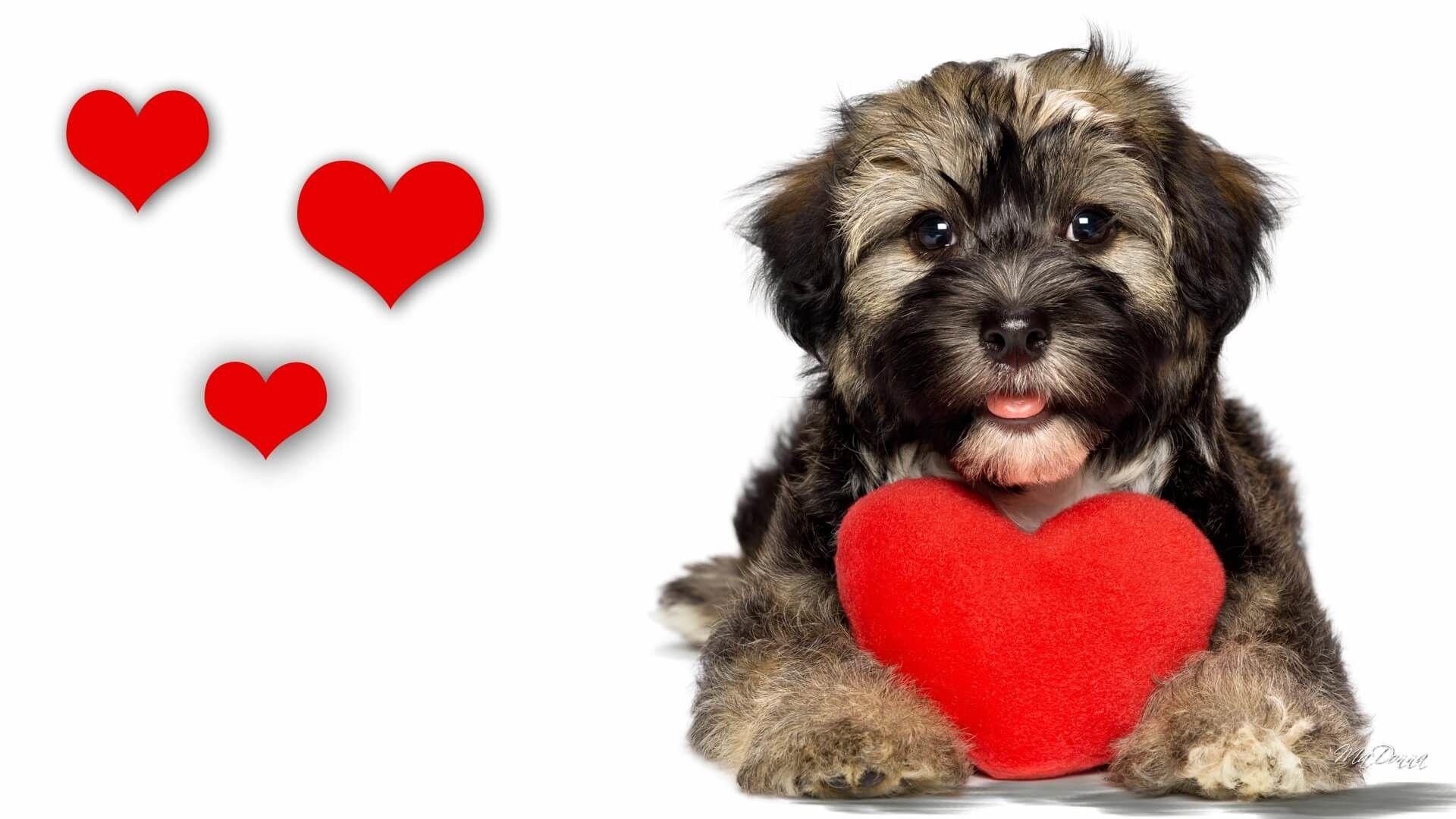 1920x1080 Puppy Valentine Wallpaper, Desktop