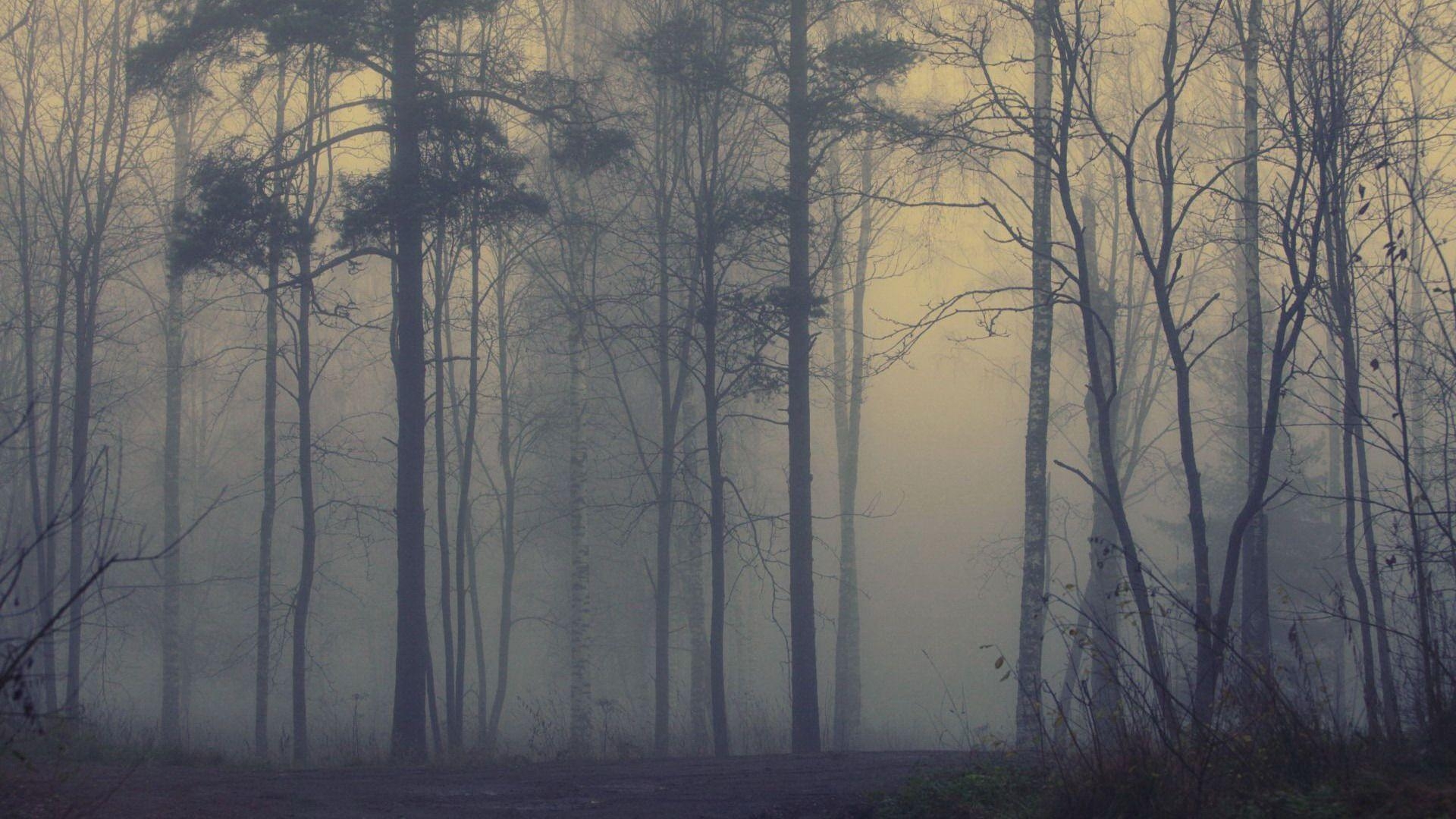 1920x1080 Wallpaper forest fog. foggy forest. Foggy forest, Desktop