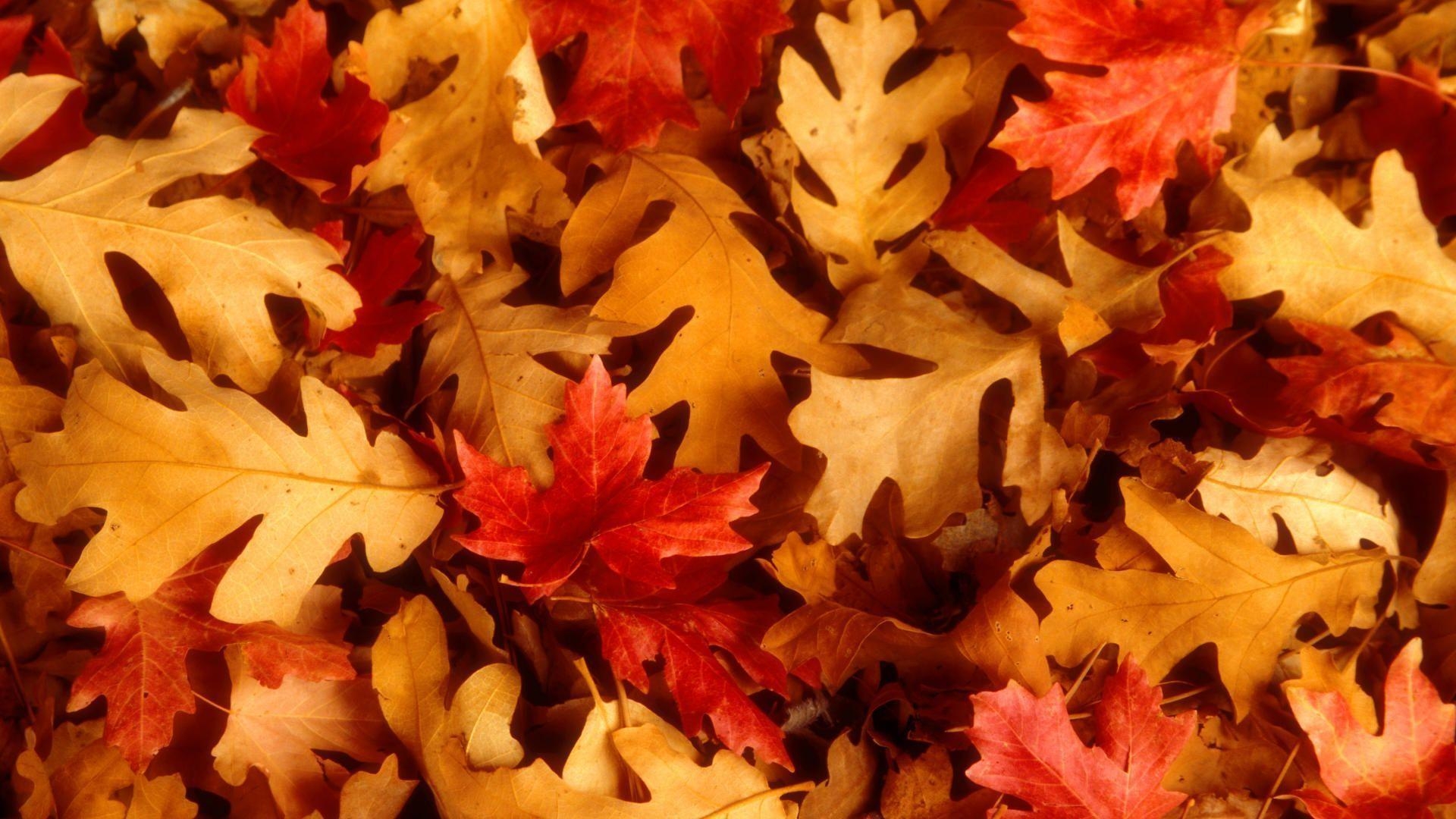 1920x1080 Oak Leaves, Desktop