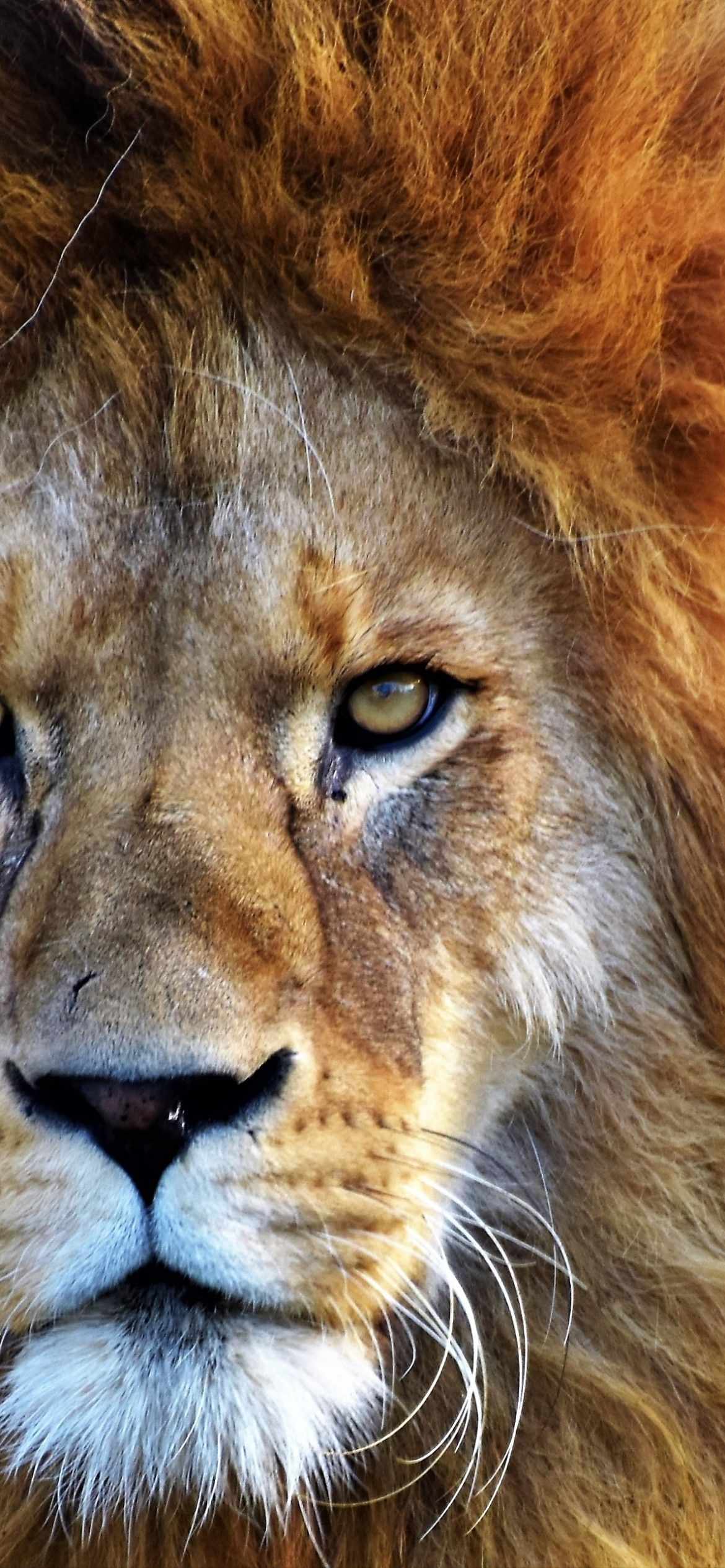 1170x2540 African Lion 4K Wallpaper, Big cat, Predator, Wild animal, Carnivore, Closeup, Animals, Phone