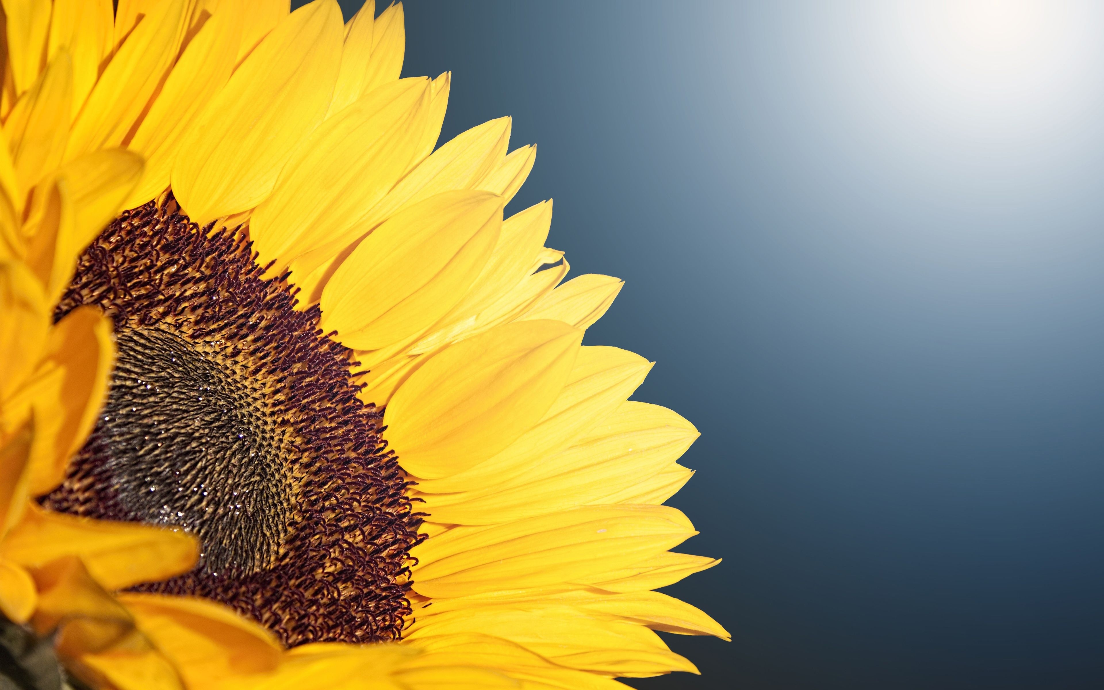 3840x2400 4K Sunflower Wallpaper, Desktop