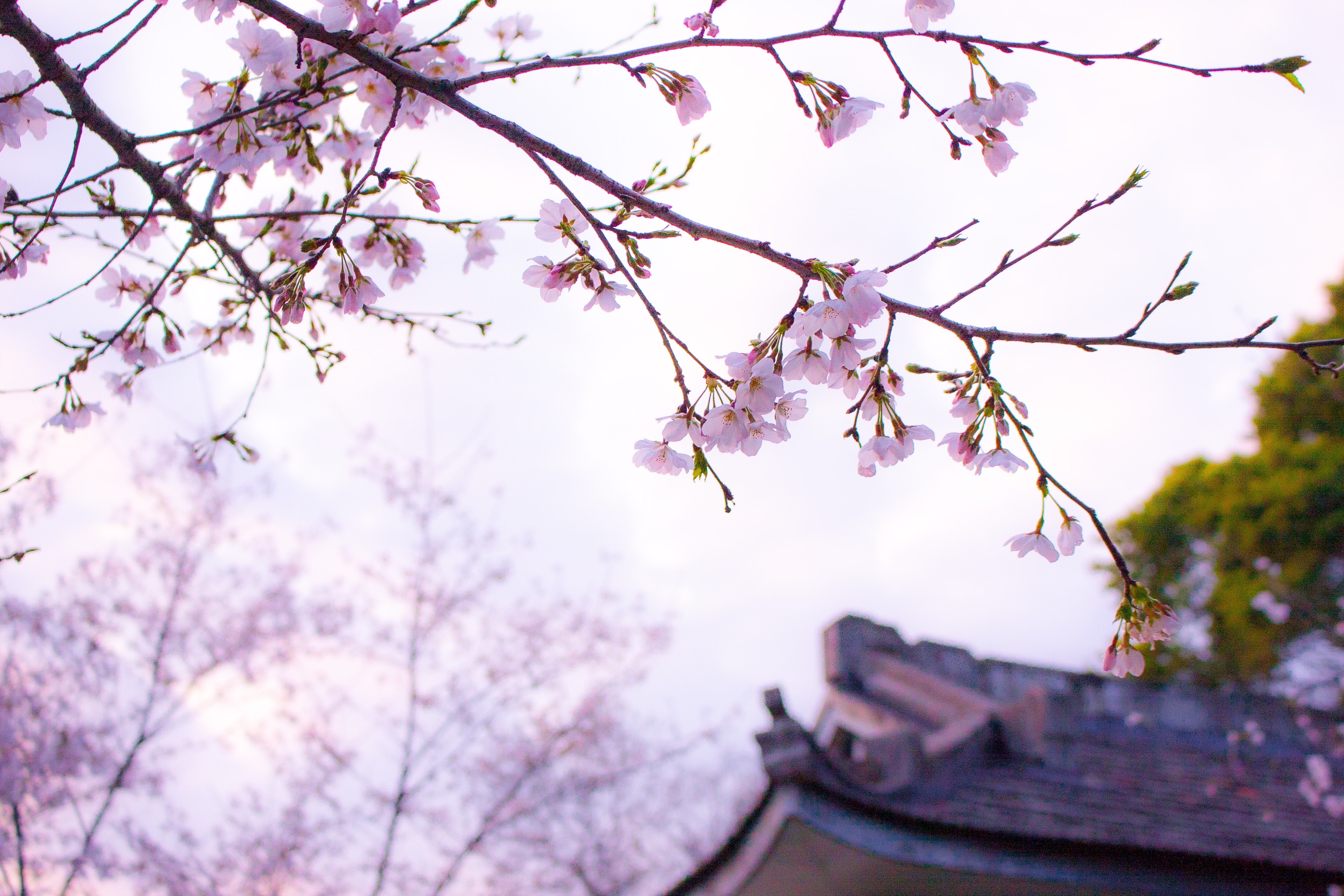 3890x2600 Cherry Blossom Photo, Download Free Cherry Blossom & HD Image, Desktop