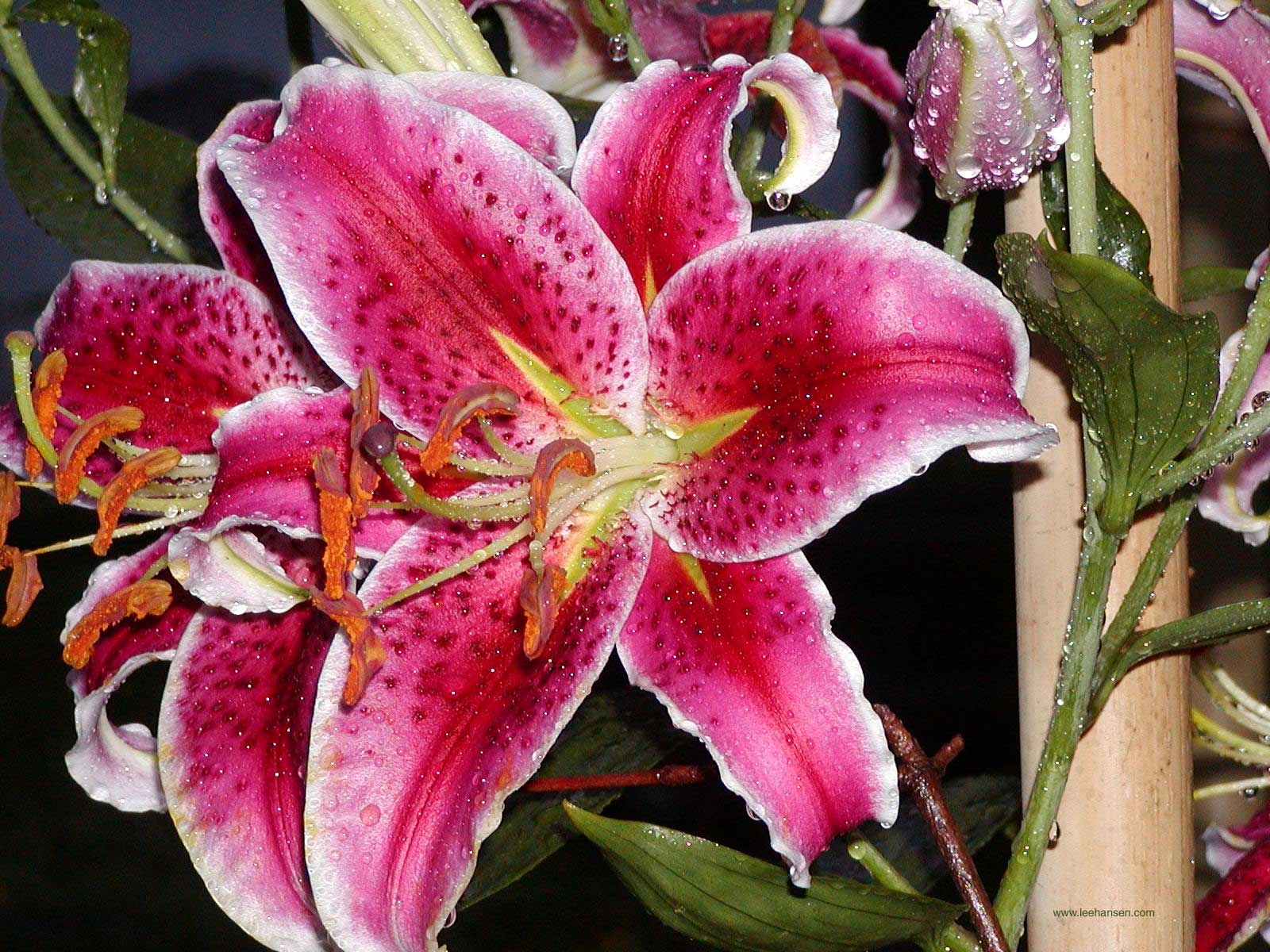 1600x1200 Stargazer Lily Wallpaper, Desktop