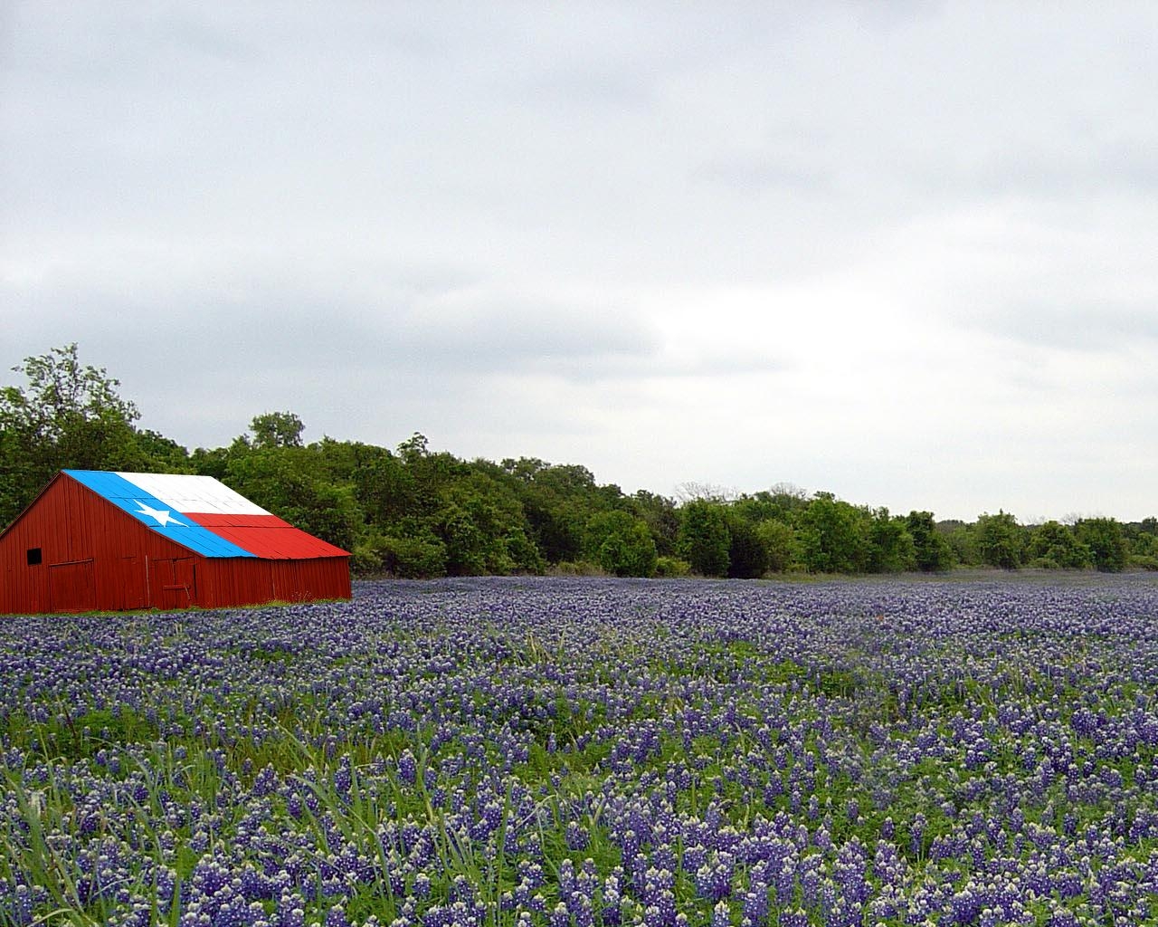 1280x1030 Texas Bluebonnets Desktop Wallpaper, Desktop