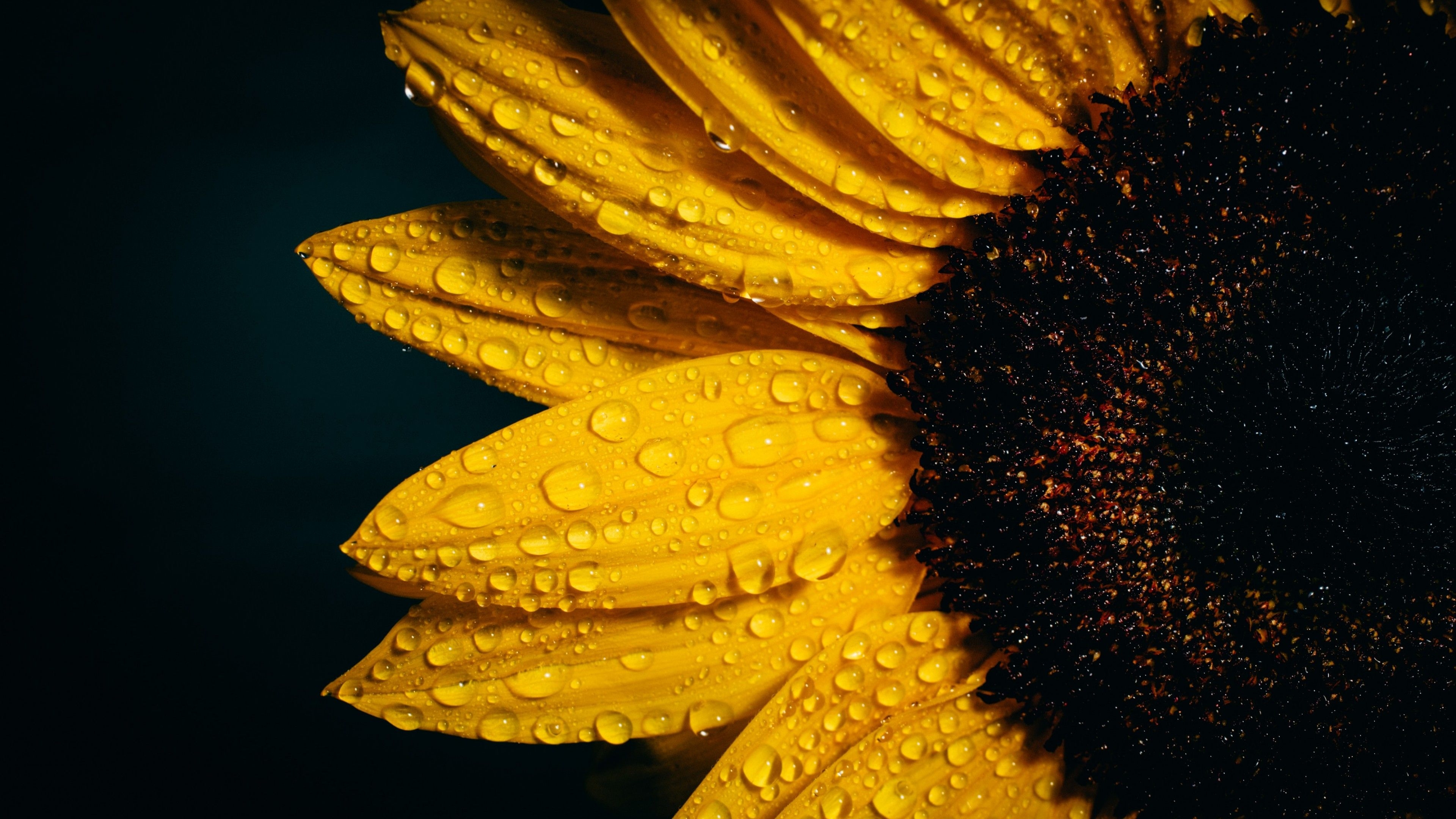 3840x2160 Sunflower 4K Wallpaper, Black background, Rain droplets, Yellow, Flowers, Desktop