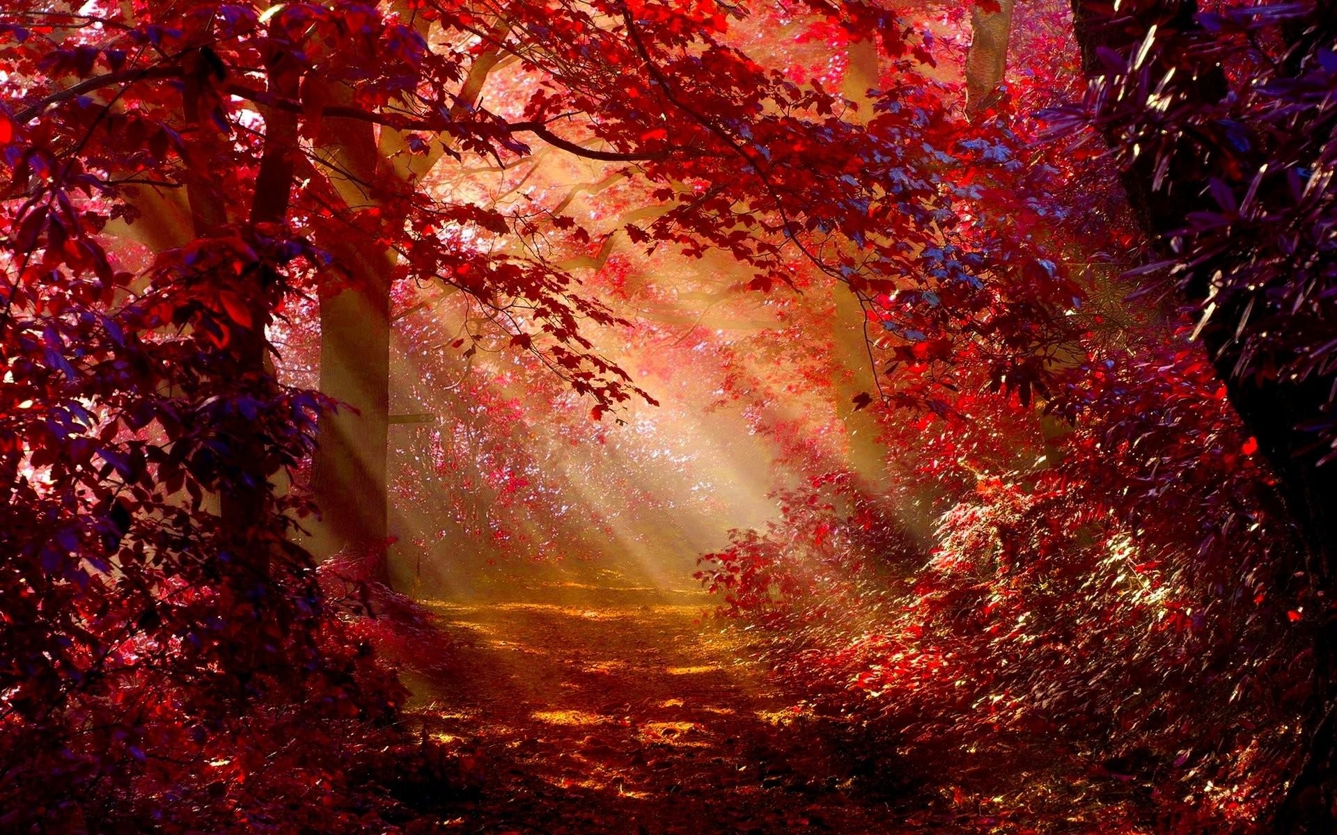 1920x1200 Autumn Forest Wallpaper, Desktop