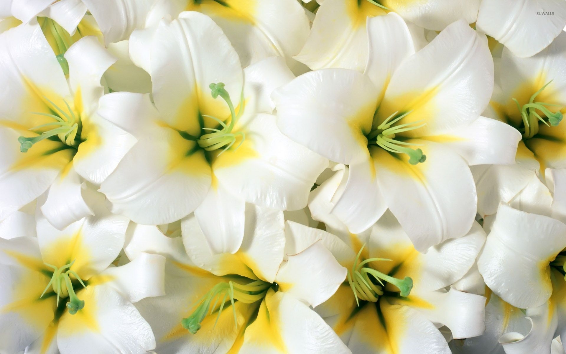 1920x1200 Pure white lilies wallpaper wallpaper, Desktop