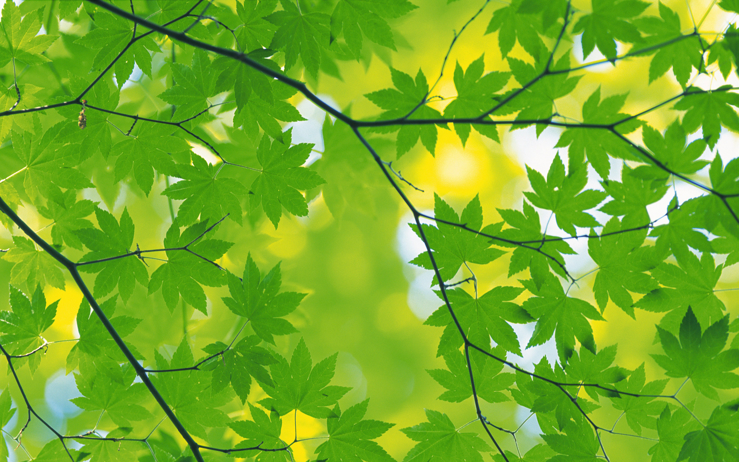 2560x1600 Green Leaves Wallpaper, Desktop