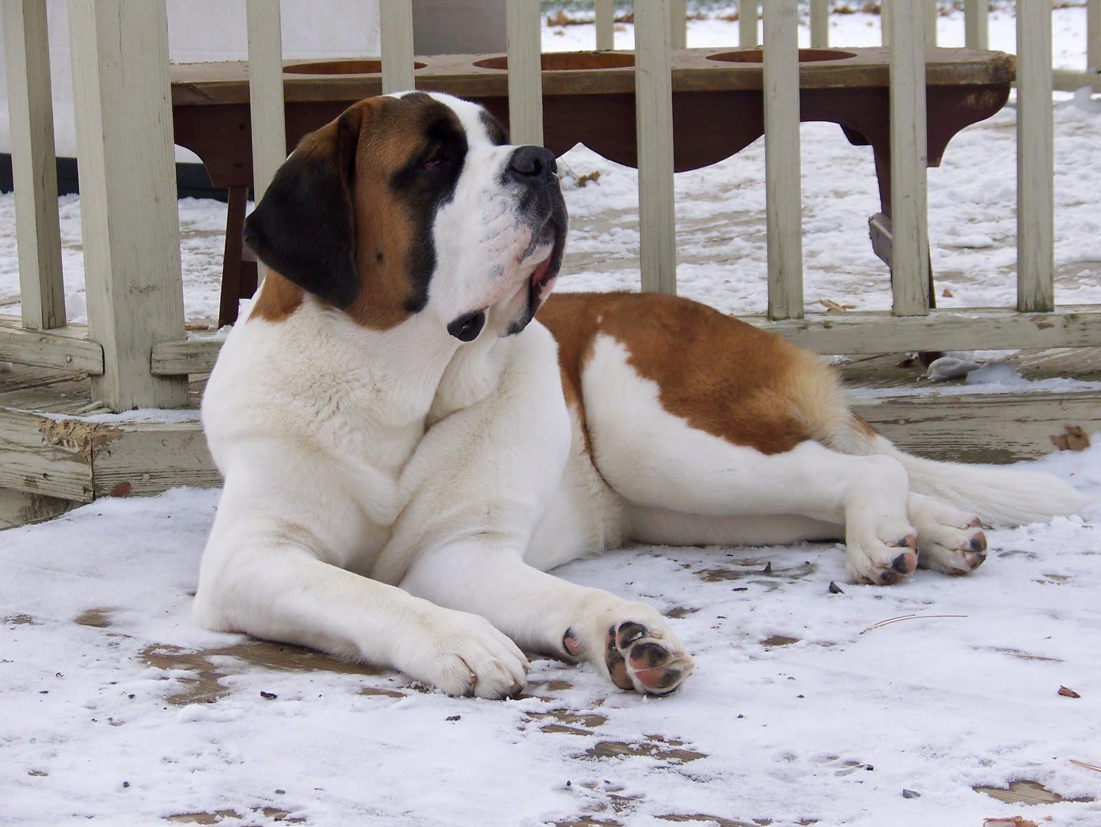 1600x1210 Dogs Wallpaper: Saint Bernard, Desktop