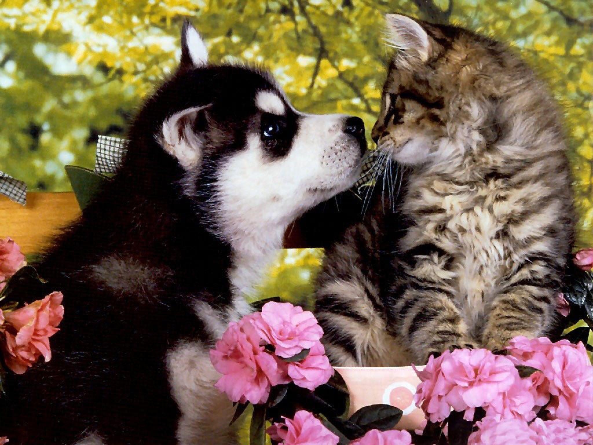 2050x1540 Puppy And Kitten Wallpaper Widescreen, Desktop