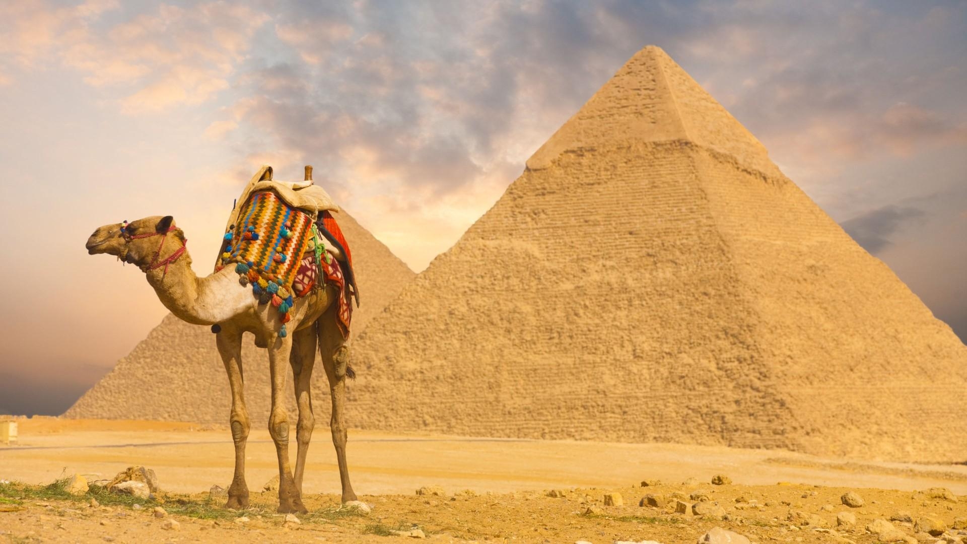 1920x1080 Camel Wallpaper. Camel Wallpaper, Desktop