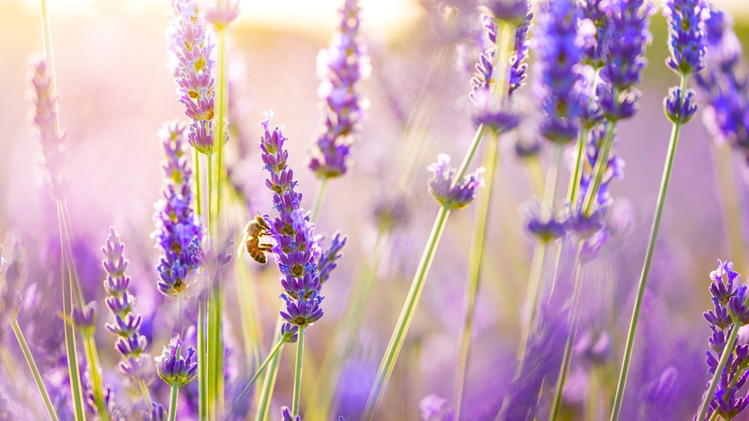 2560x1440 Lavender Wallpaper Free Lavender Background, Desktop