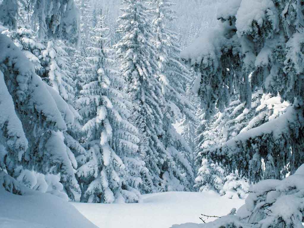 1030x770 Snowy Forest Wallpaper 42949 HD Wallpaper. fullhdwalls, Desktop