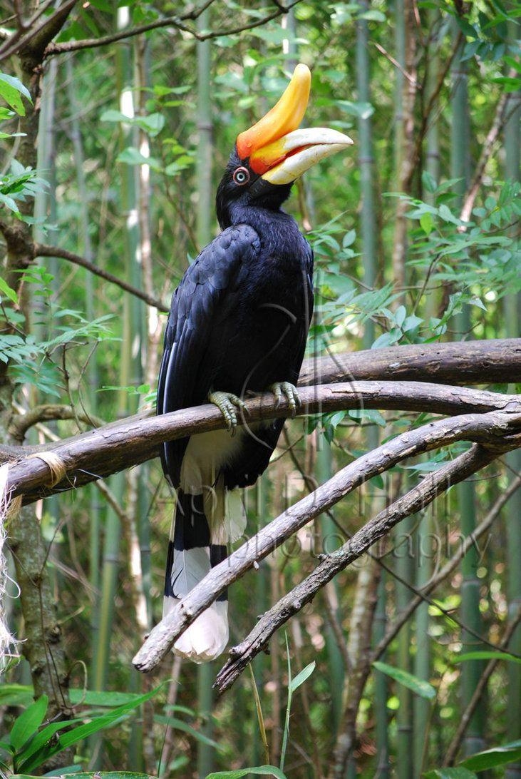 740x1100 Rhinoceros Hornbill II, Phone