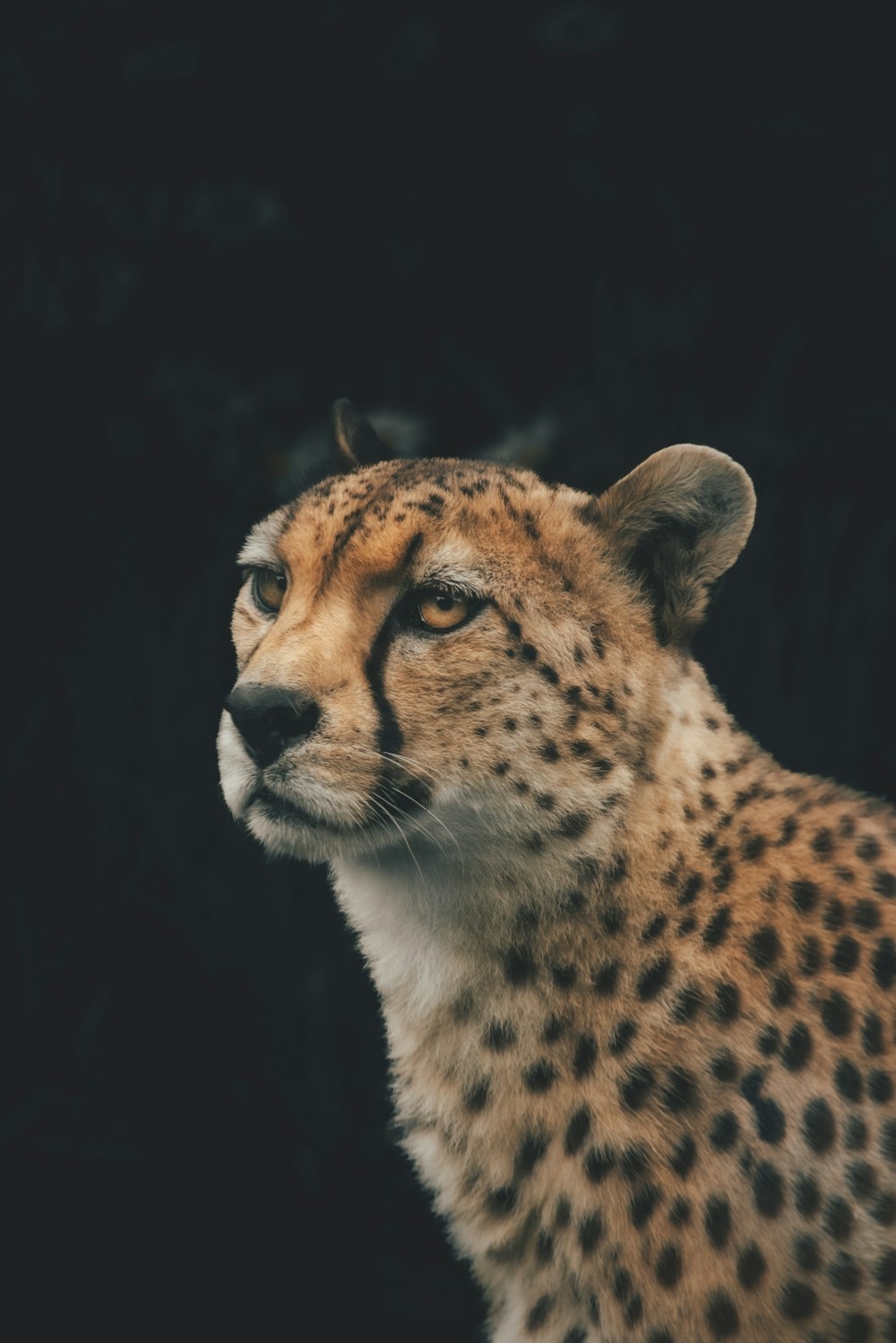 1000x1500 A close up of a cheetah with a black background photo, Phone