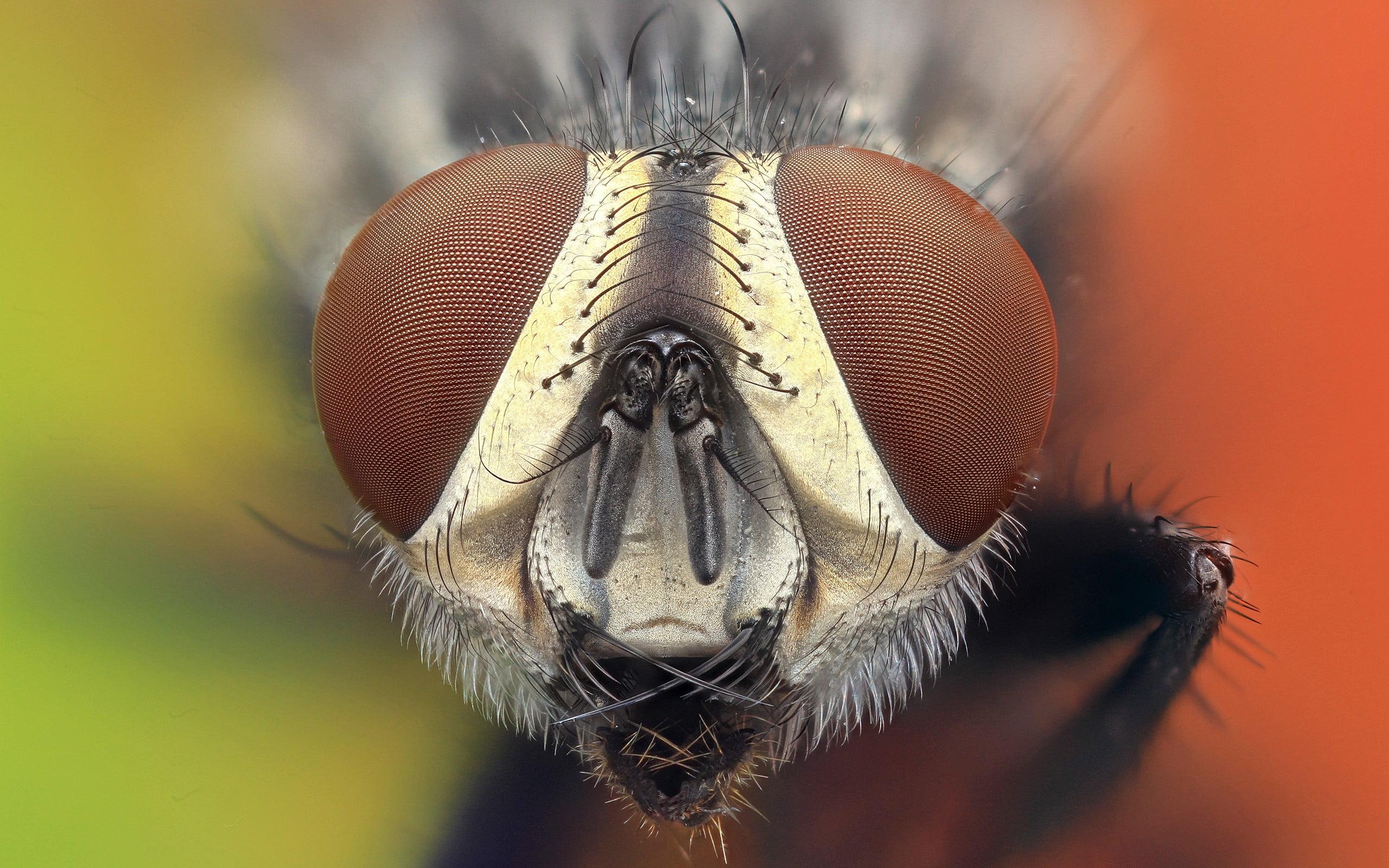 2560x1600 Macro photography of flies face, animals, nature, insect HD, Desktop