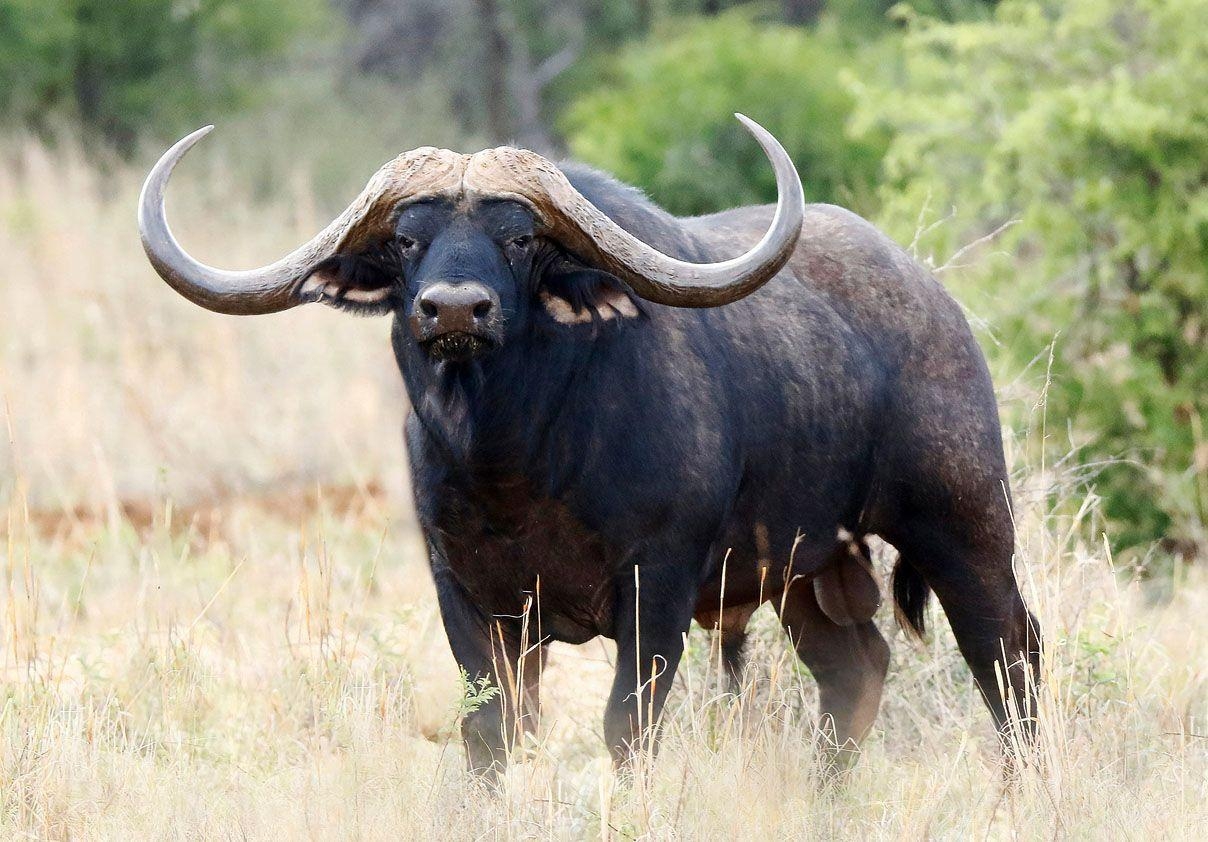 1210x850 African Buffalo Wallpaper 16 X 842, Desktop