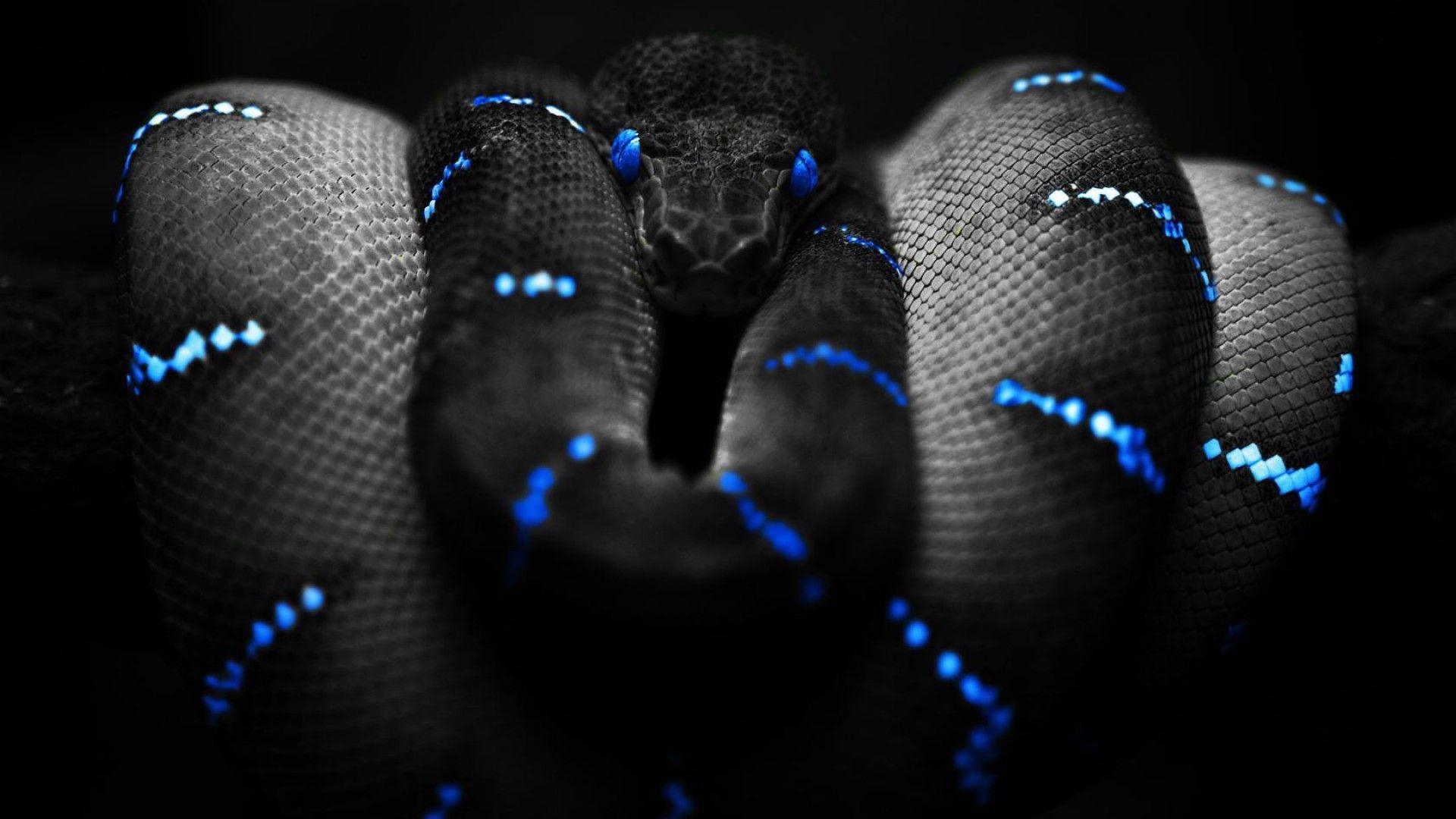 1920x1080 Snake Wallpaper, Desktop