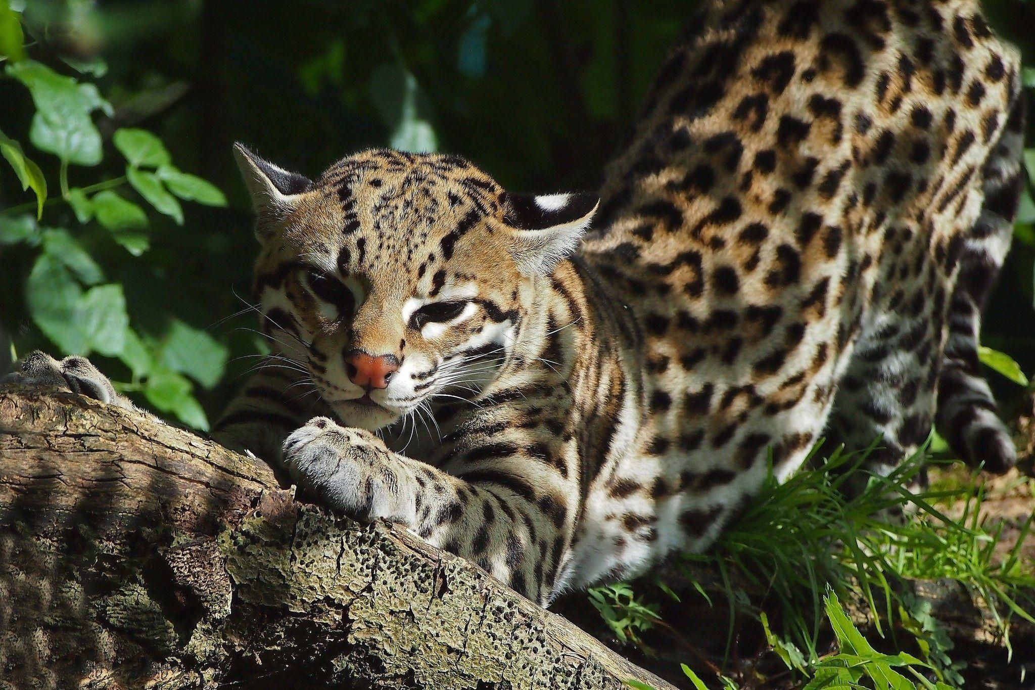 2050x1370 Cute Baby Ocelots, Desktop