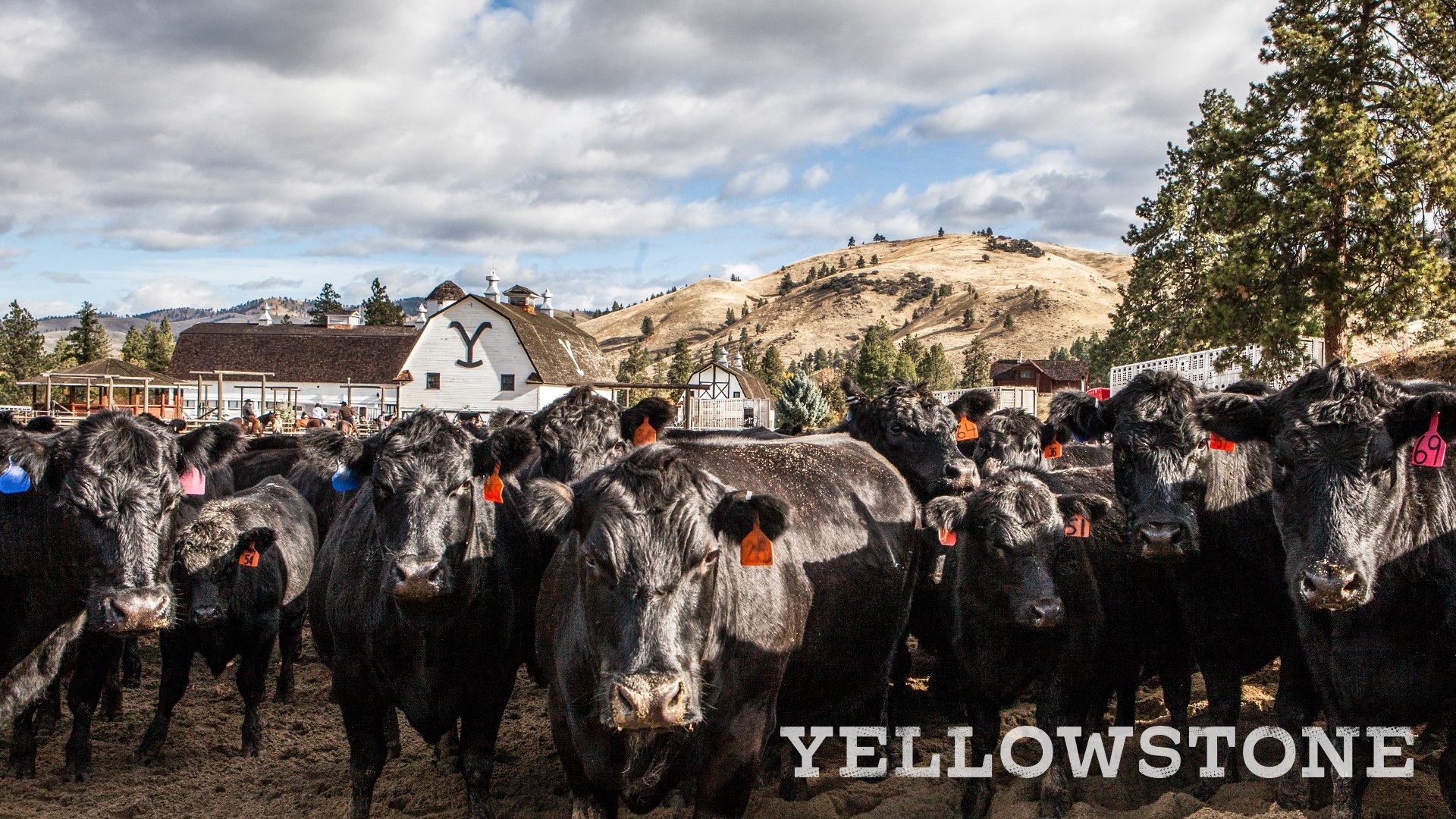 1920x1080 Yellowstone might not be able to go to the ranch, but you can bring the ranch to your next Zoom meeting! Check our replies for even more #YellowstoneTV background, Desktop