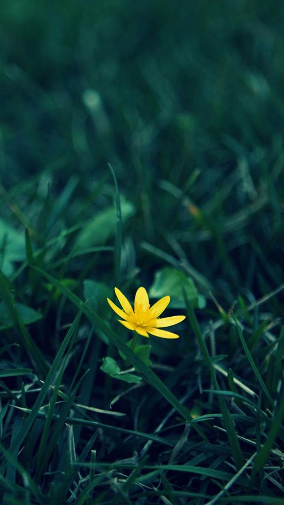 1080x1920 Nature Little Yellow Flower Green Grassland Blur Background iPhone, Phone