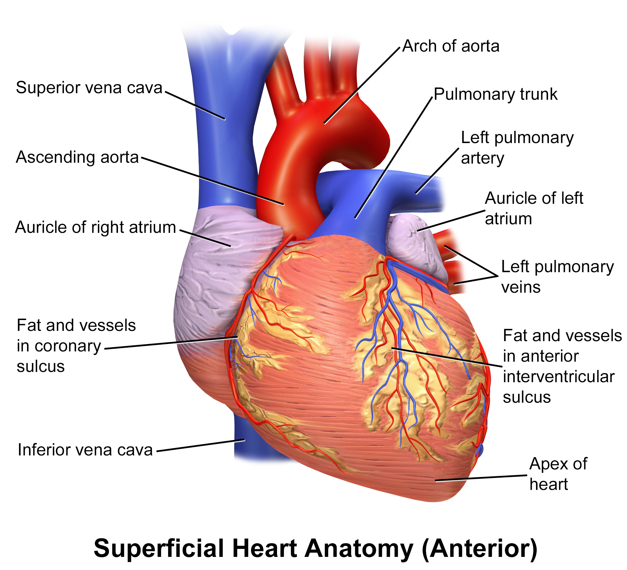 2200x2000 Blausen 0451 Heart Anterior.png, Desktop