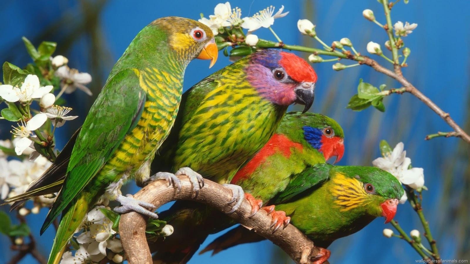 1600x900 Parrot. Parrot Wallpaper. Parrot Pic. Parrot Photo. Parrot, Desktop