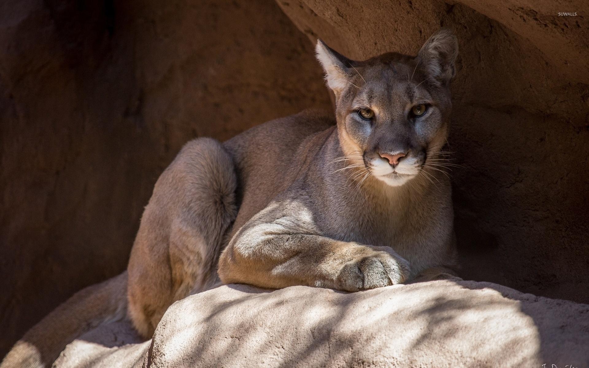 1920x1200 Cougar on a rock [2] wallpaper wallpaper, Desktop