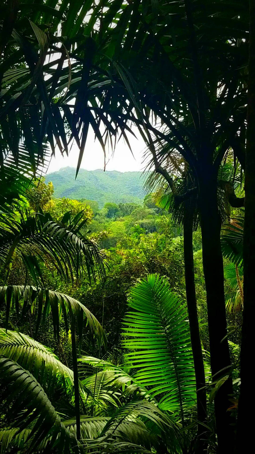 1080x1920 Download Mountain Jungle iPhone Wallpaper, Phone