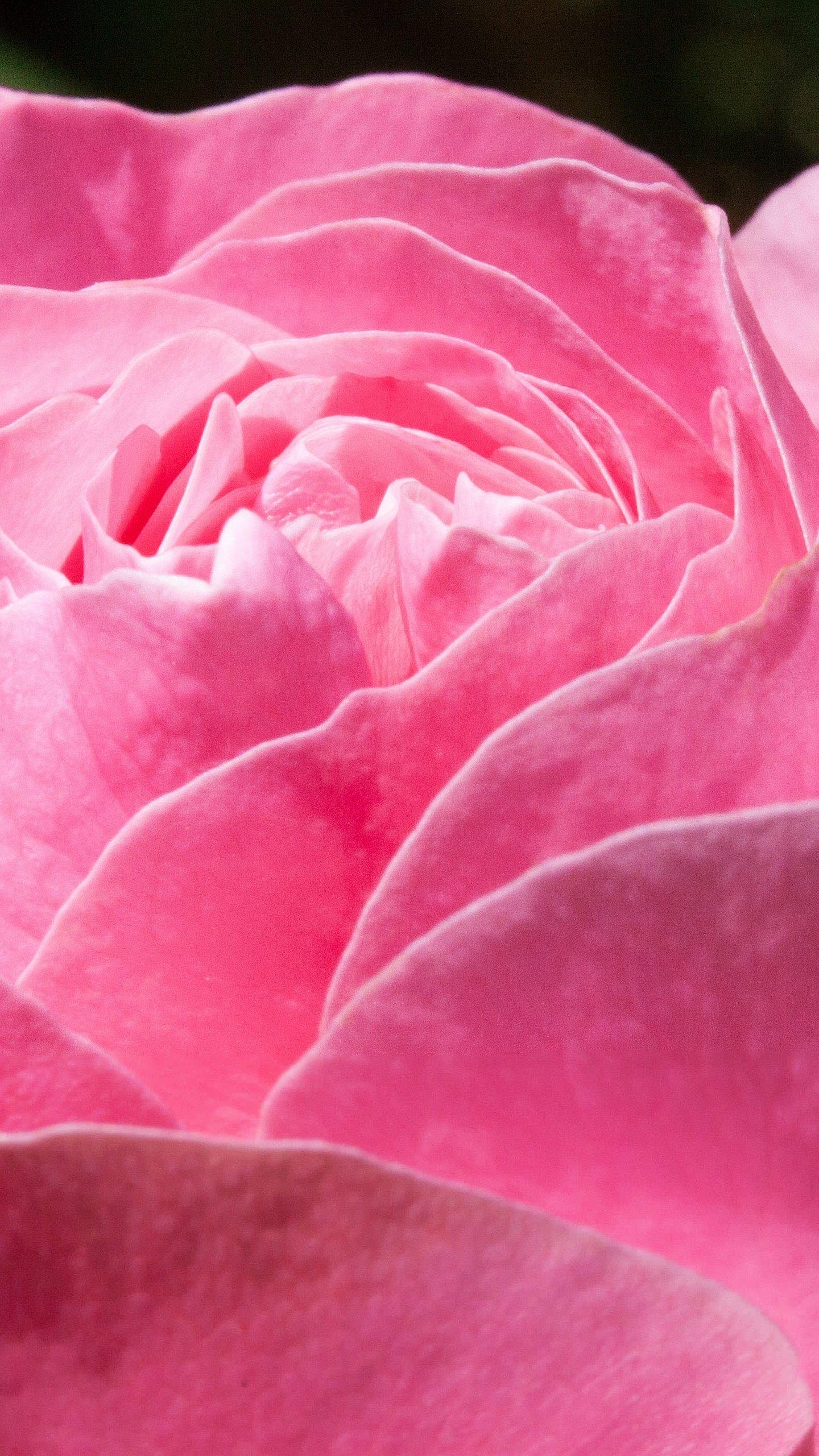 1440x2560 Pink Rose Wallpaper, Android & Desktop Background, Phone