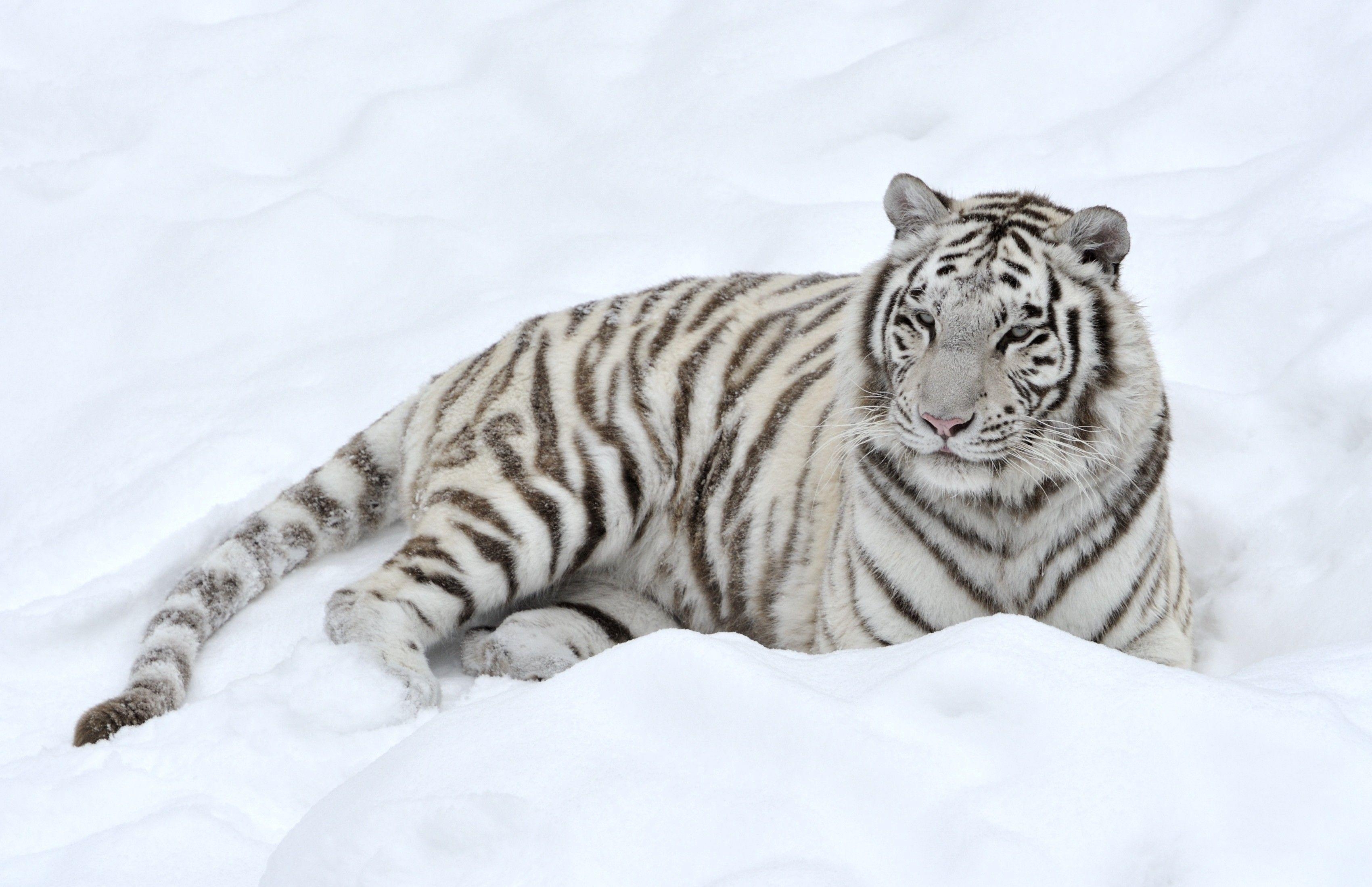 3400x2200 white tiger otsing. CUTEST. Tiger wallpaper, Desktop