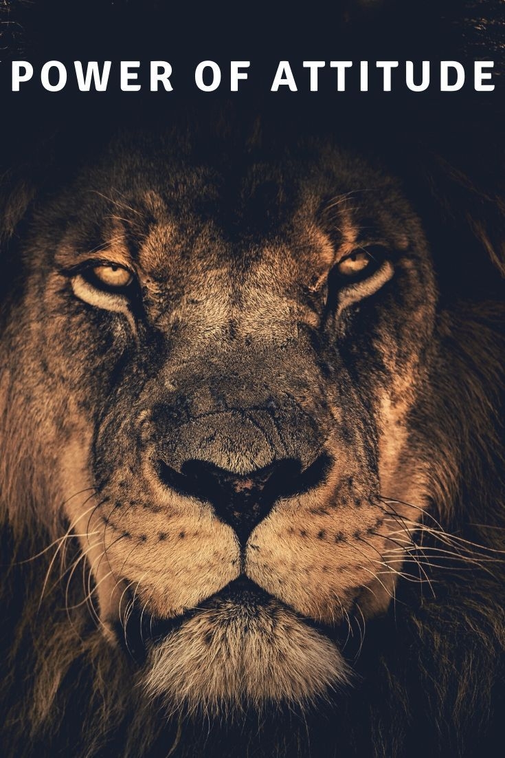 740x1110 Power Of Attitude. Lion picture, Animal wallpaper, Lion wallpaper, Phone