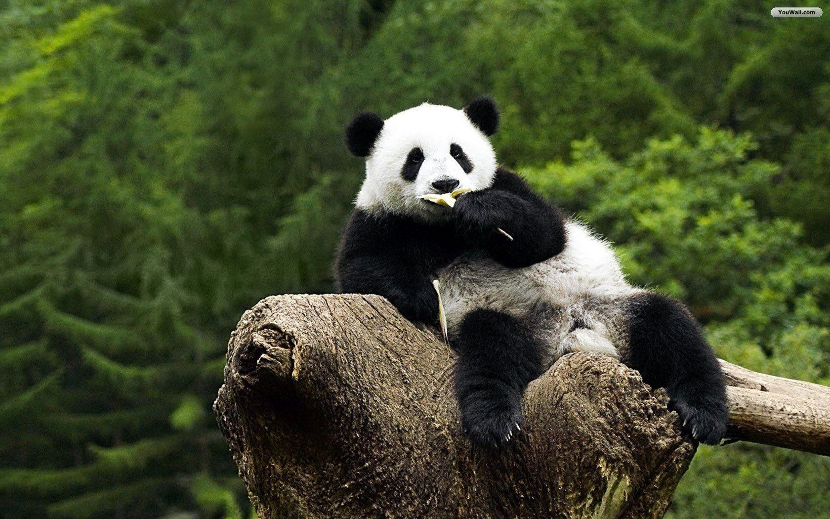 1680x1050 Panda Wallpaper Image & Picture, Desktop