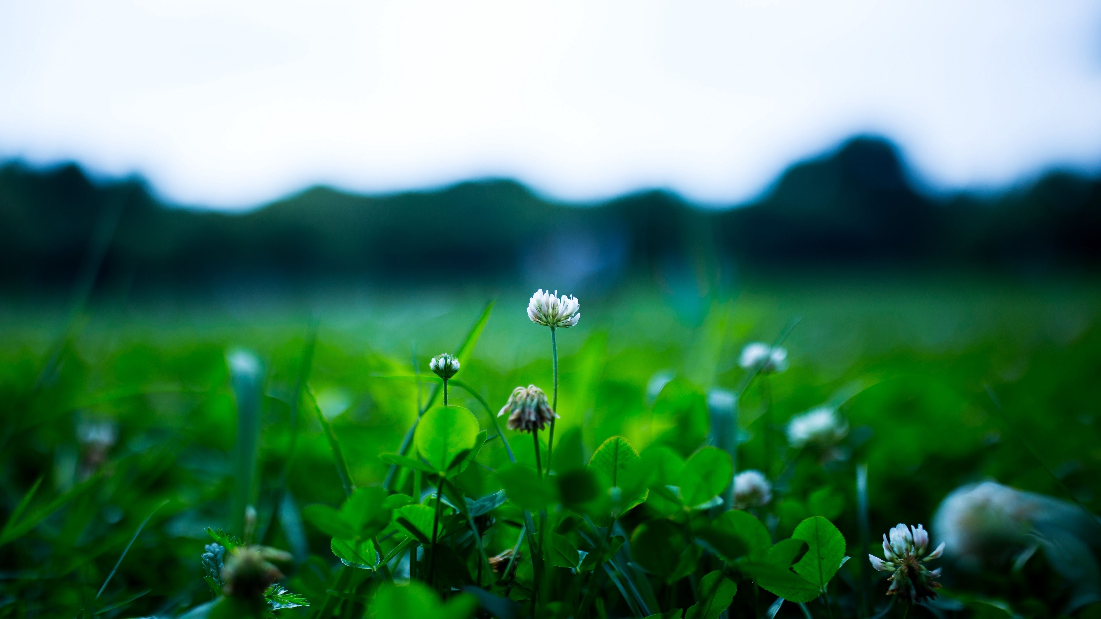 3840x2160 Download wallpaper  clover, flower, plant, greens, spring, Desktop