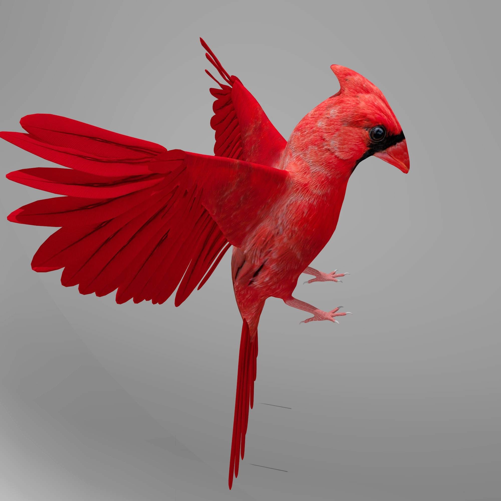 2000x2000 Northern Cardinal 3D Model, Phone