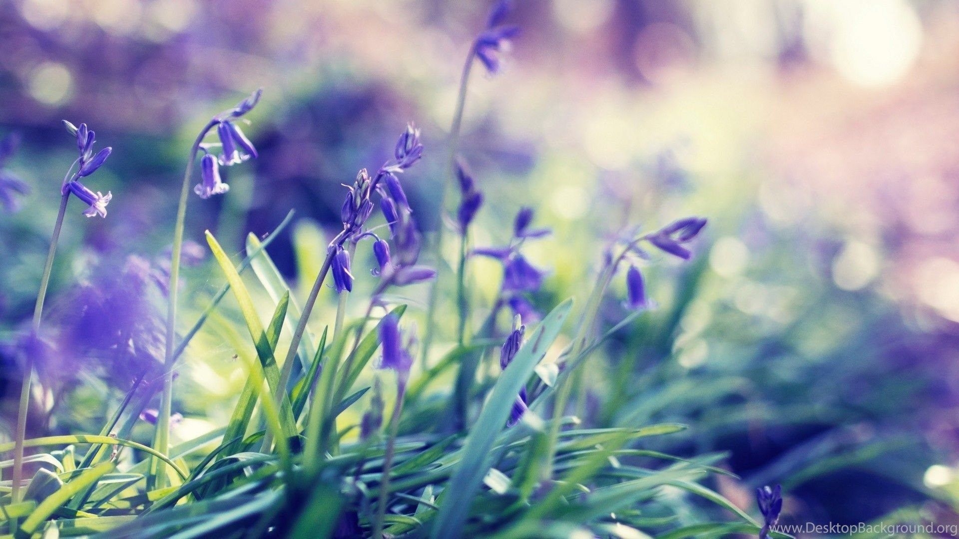 1920x1080 Purple Spring Flowers Desktop PC And Mac Wallpaper Desktop Background, Desktop