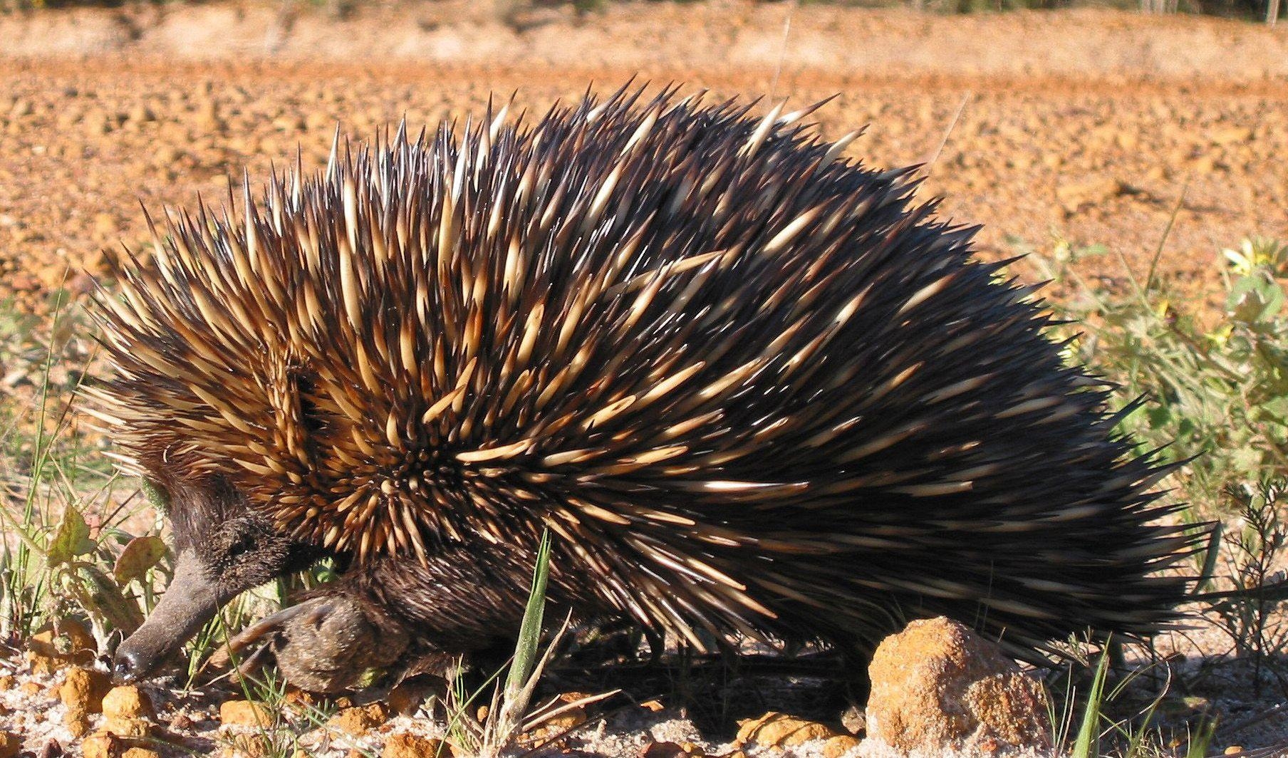 1810x1070 Are echidnas really platypuses?, Desktop