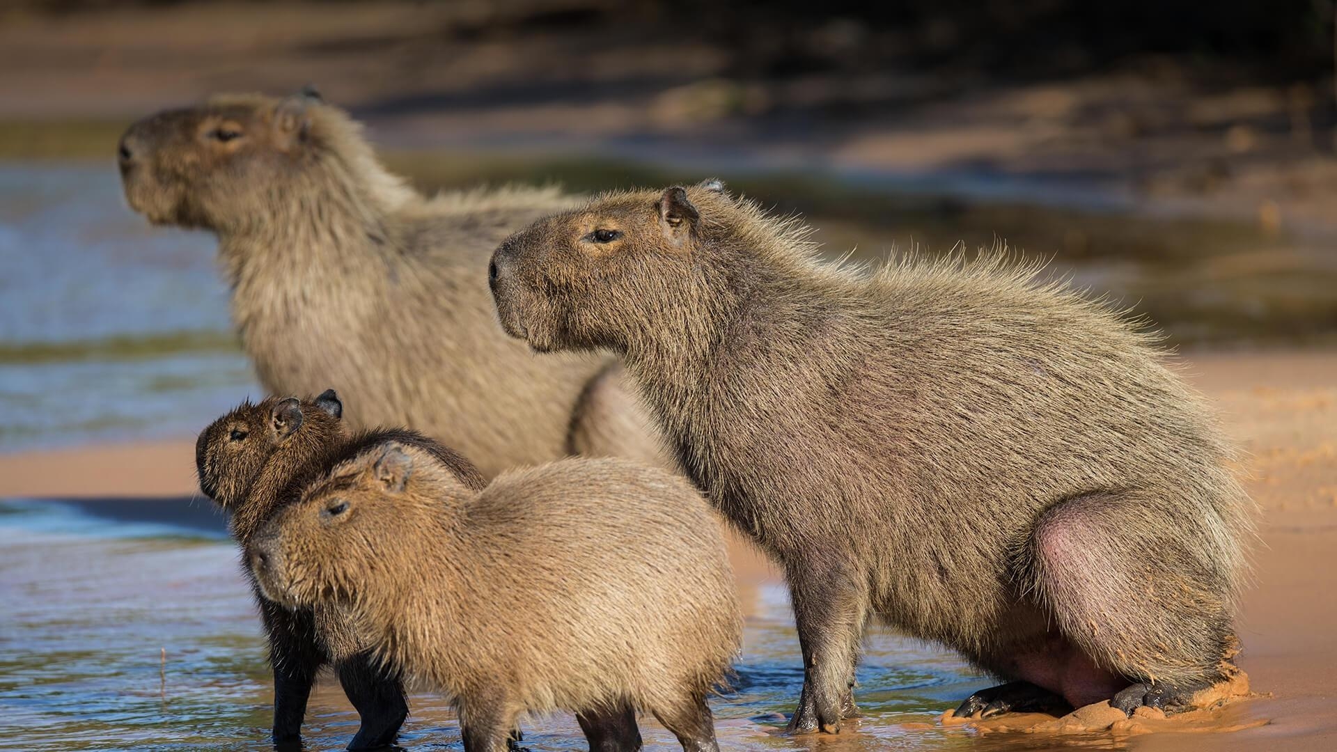 1920x1080 Capybara Image, Desktop