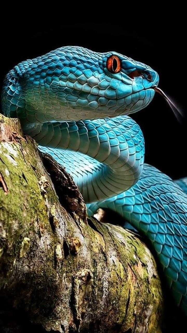 720x1280 Snake Wallpaper, Phone