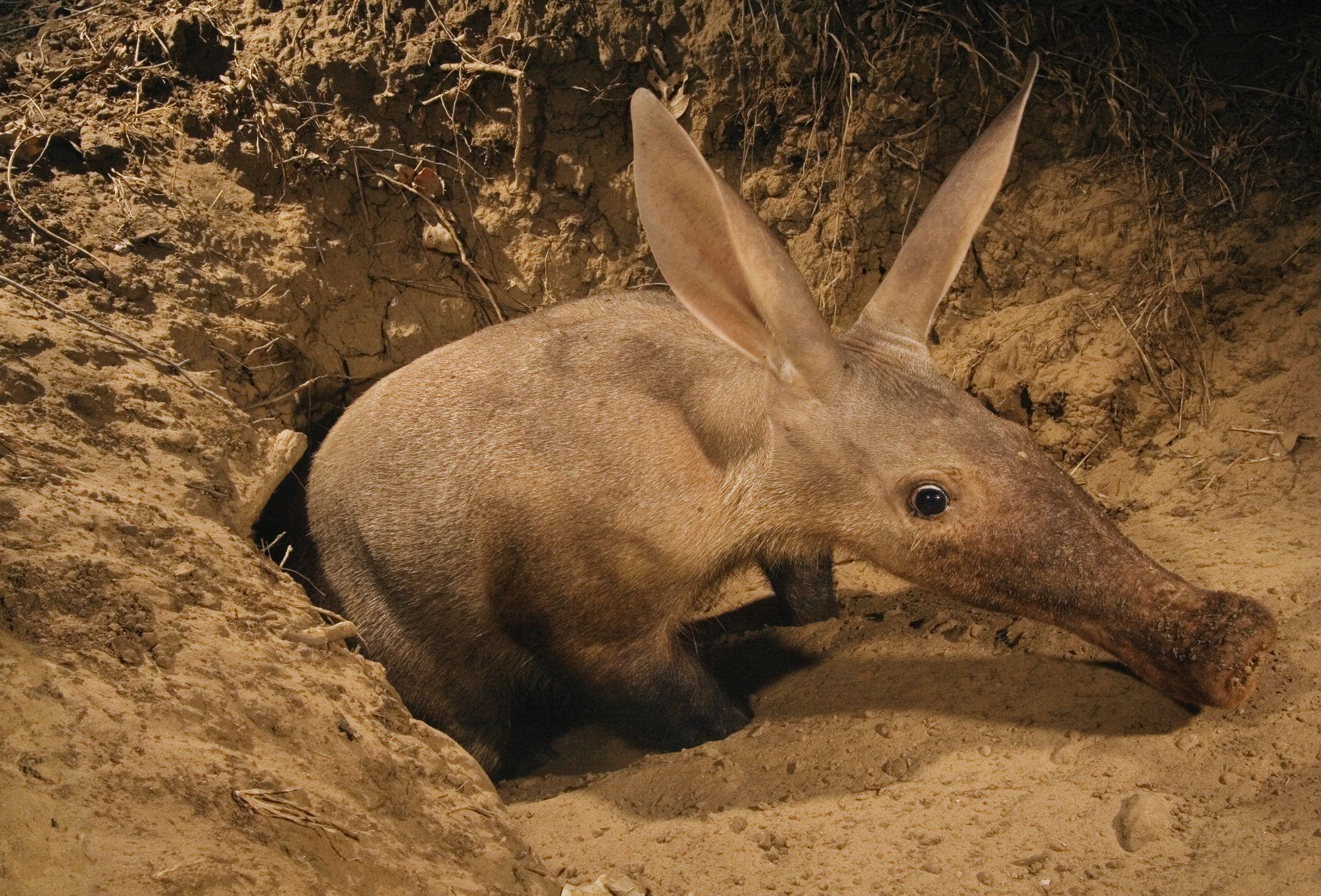 2110x1430 Aardvark Wallpaper Background, Desktop