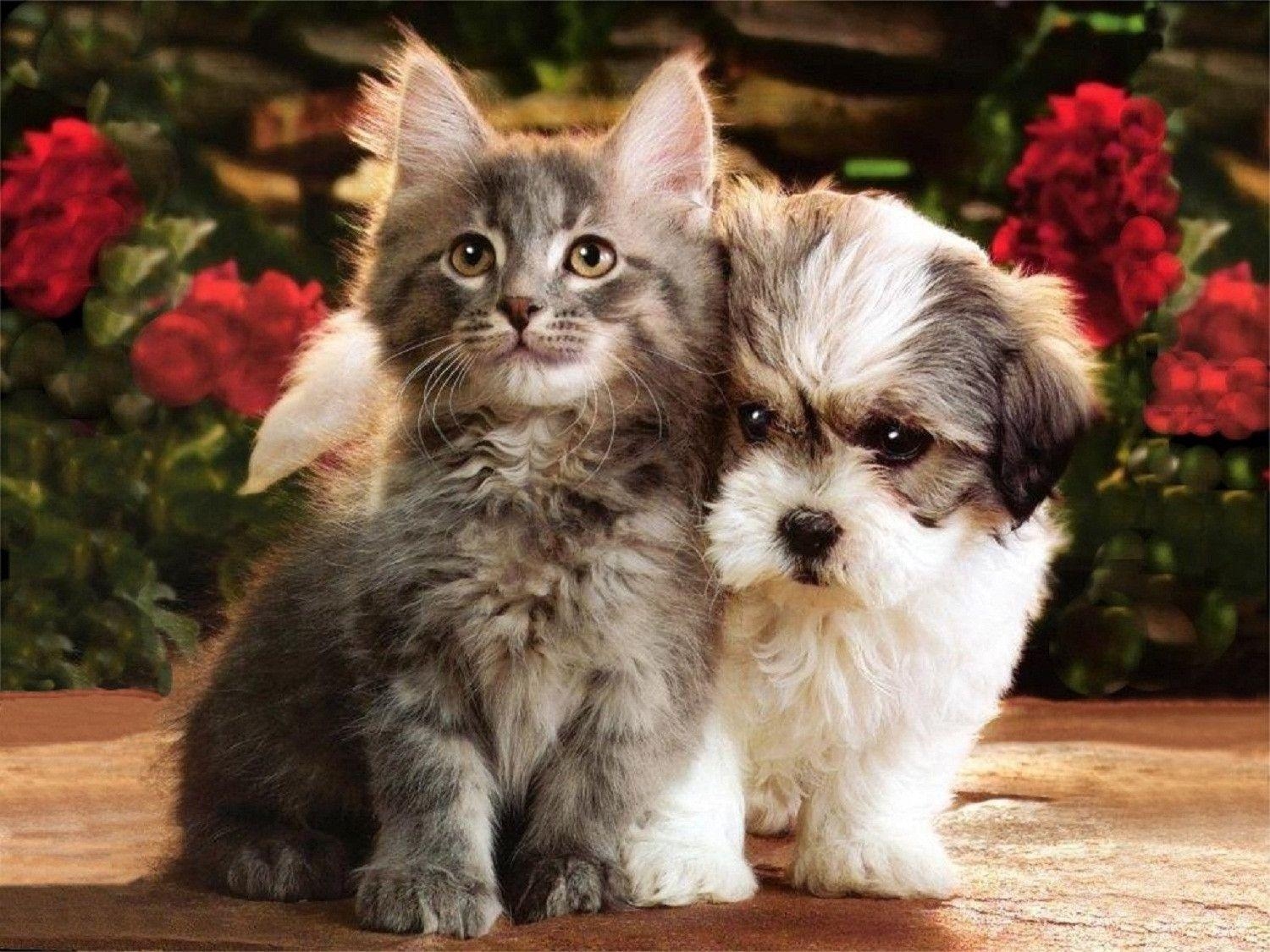 1500x1130 Wallpaper Of Puppies And Kittens, Desktop