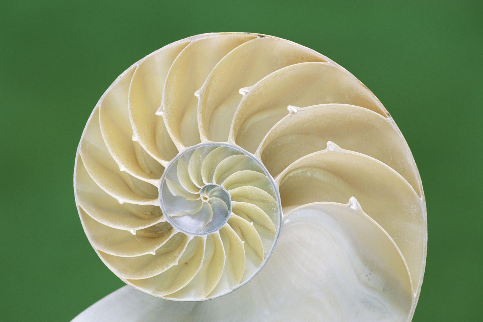 2000x1340 Pin Nautilus Wallpaper, Desktop