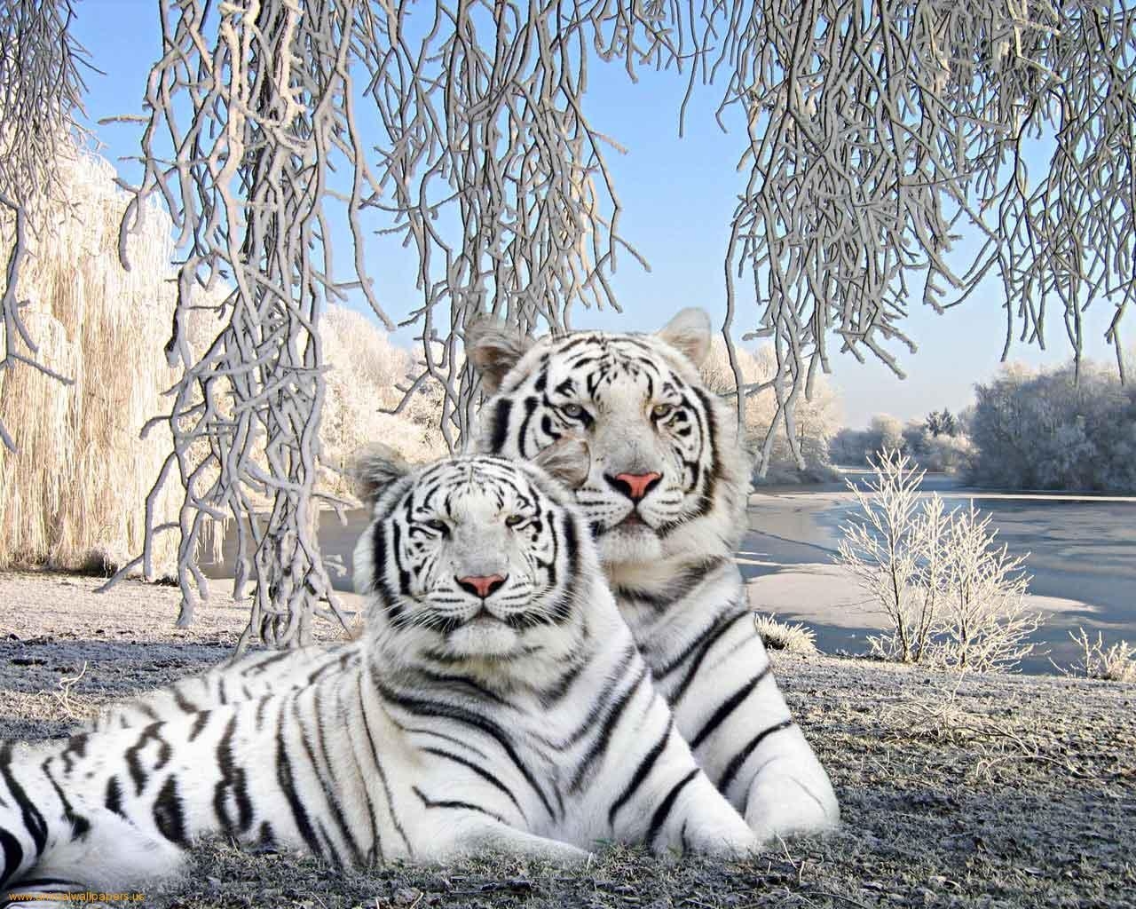 1280x1030 White Tiger Wallpaper. Ultra High Quality Wallpaper, Desktop