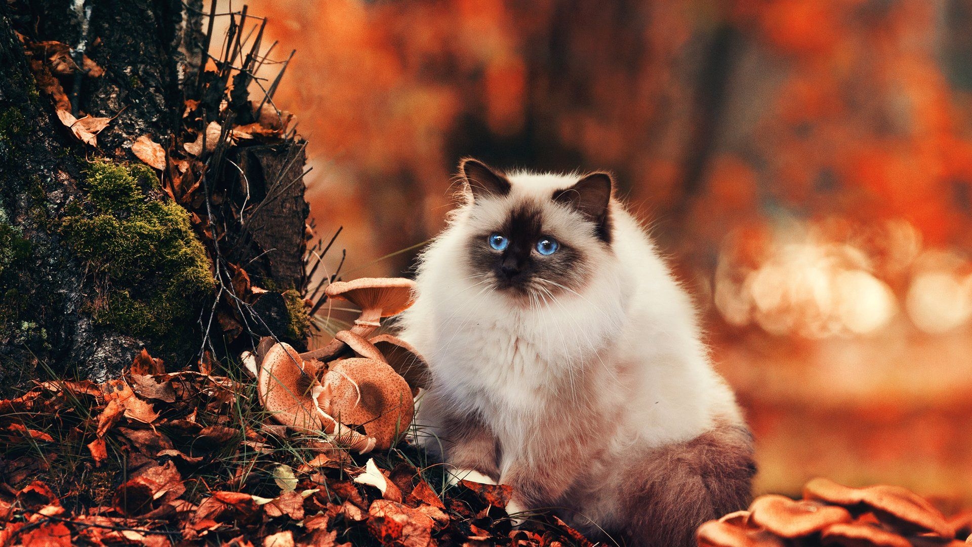 1920x1080 Cute animal kitty cat blue eyes forest autumn wallpaperx1080, Desktop