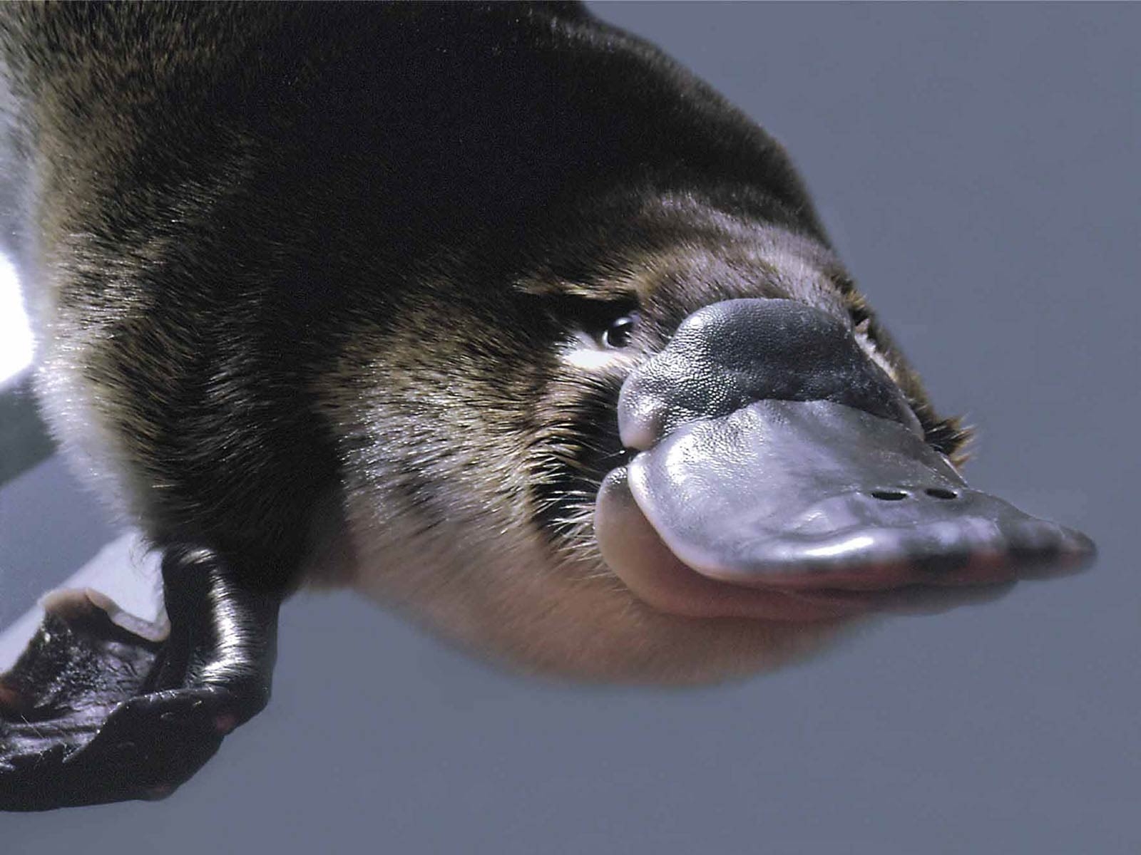 1600x1200 Platypus Wallpaper, Desktop